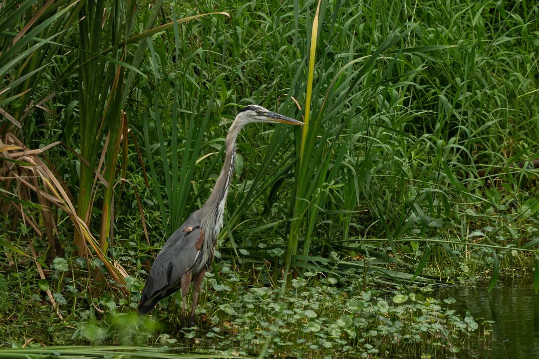 image 6-1-2026-12.jpg