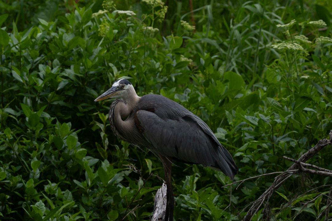 image 6-1-2026-6.jpg