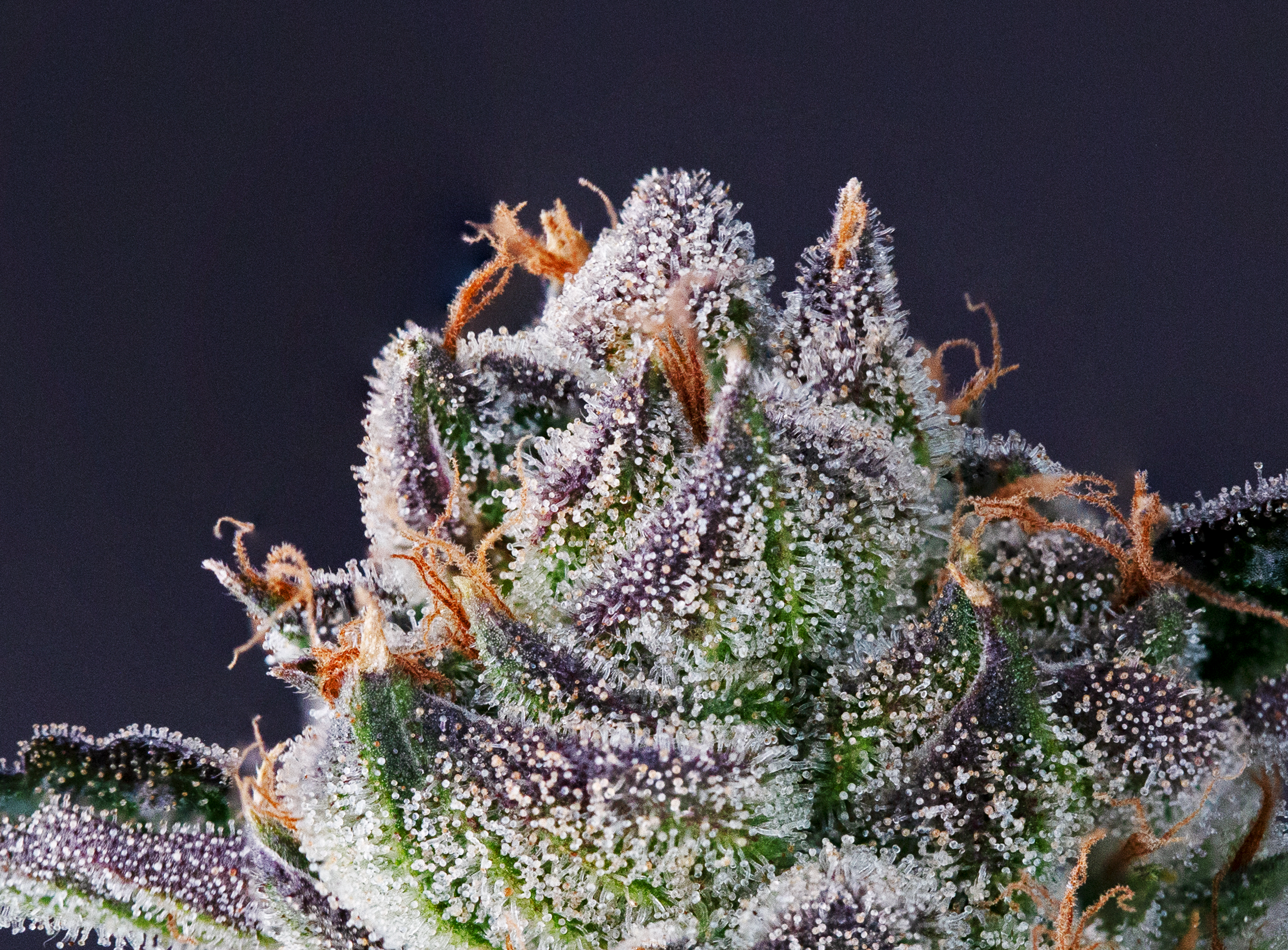 Close-up of a dense, frost-covered cannabis bud with orange hairs and tiny white trichomes on dark background.