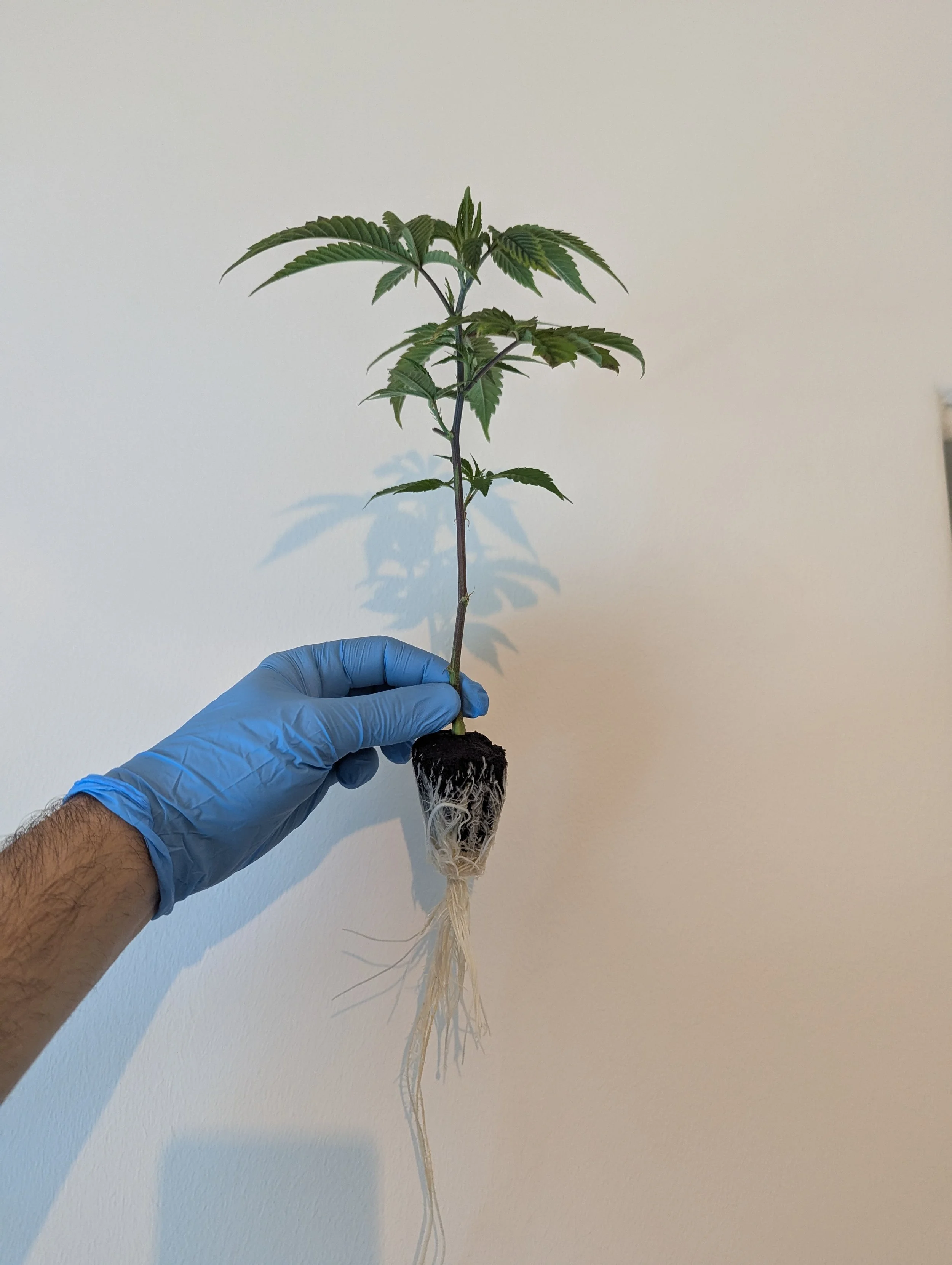 Cannabis Propagation 101