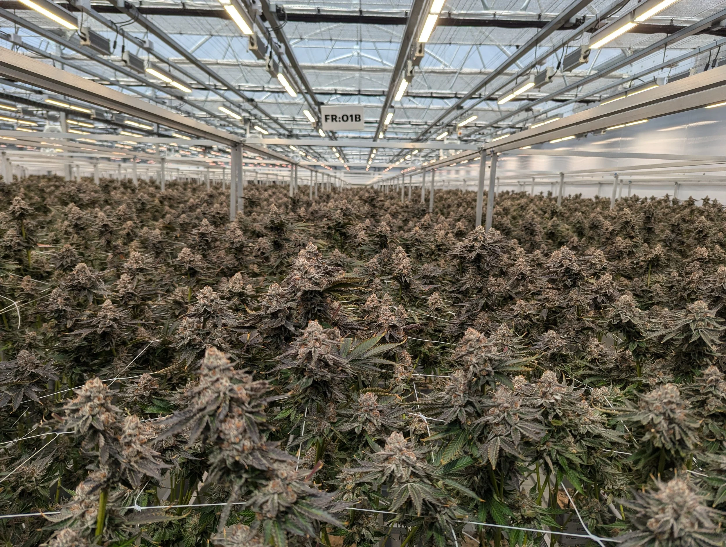 How to Optimize a New Cannabis Cultivation Facility: The “Seasoning” Process