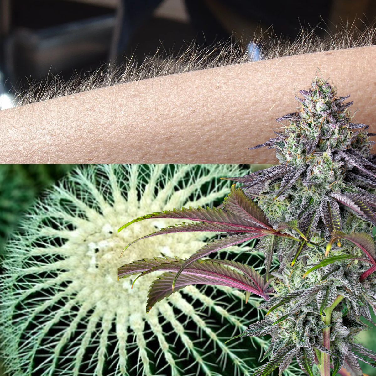 Part 3: Anti-Aircraft Defense: The Physical Mechanisms Behind Spore Deflection 