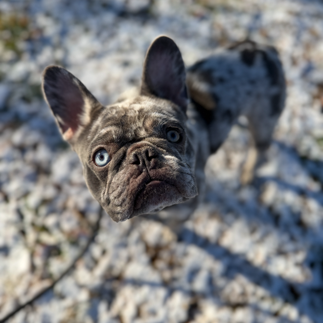 Luna Blue