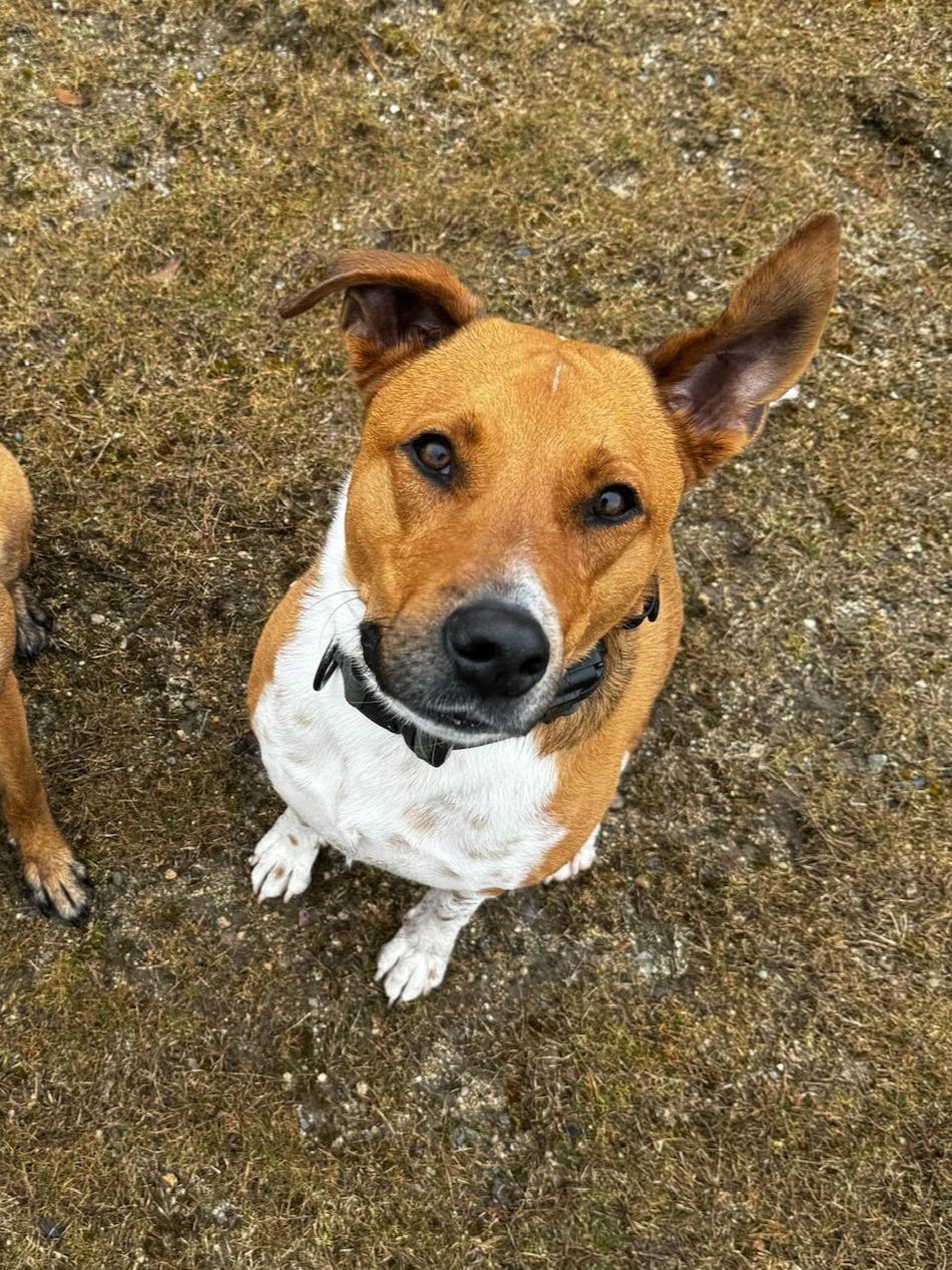 Archie