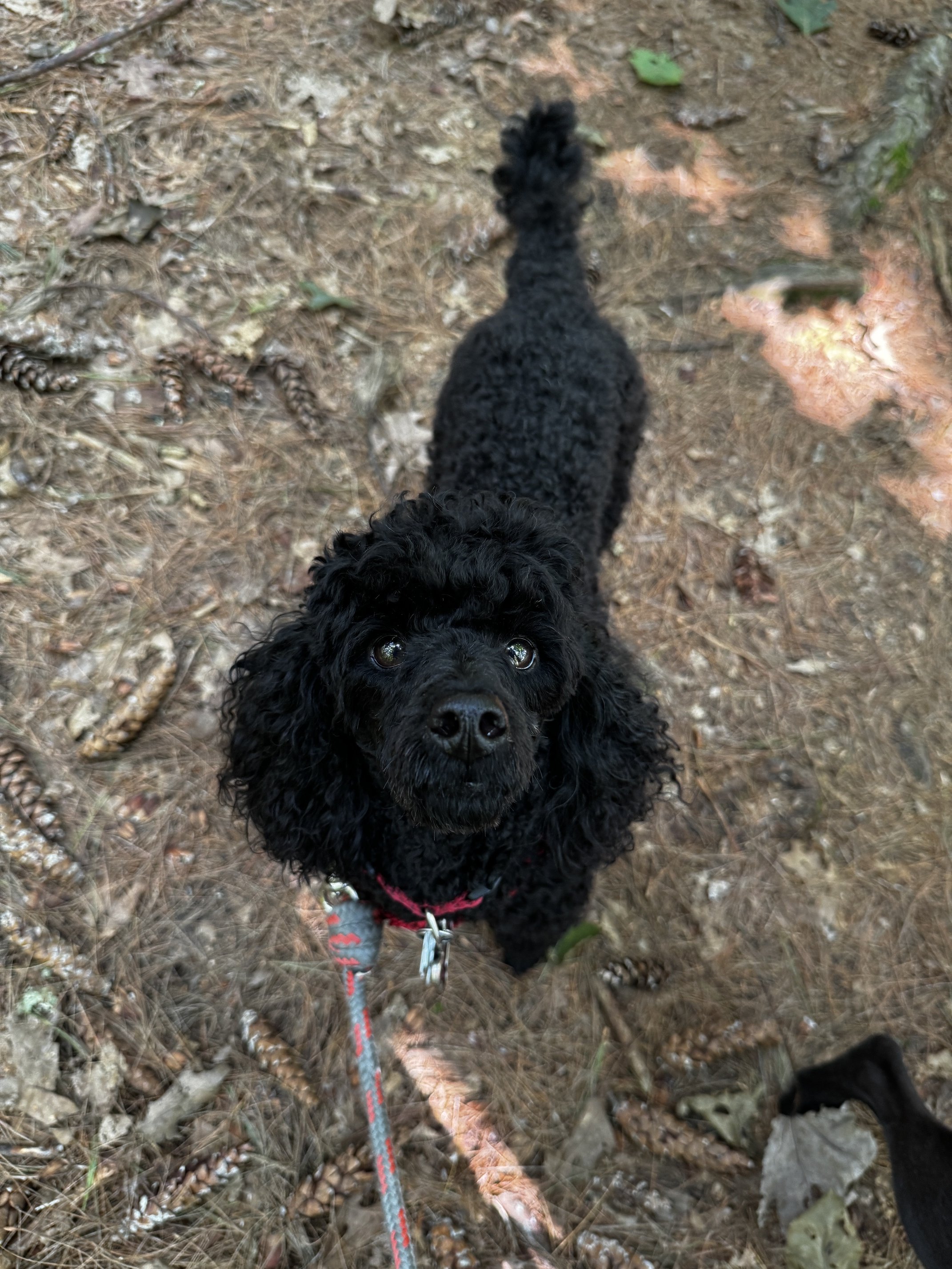 Pepper