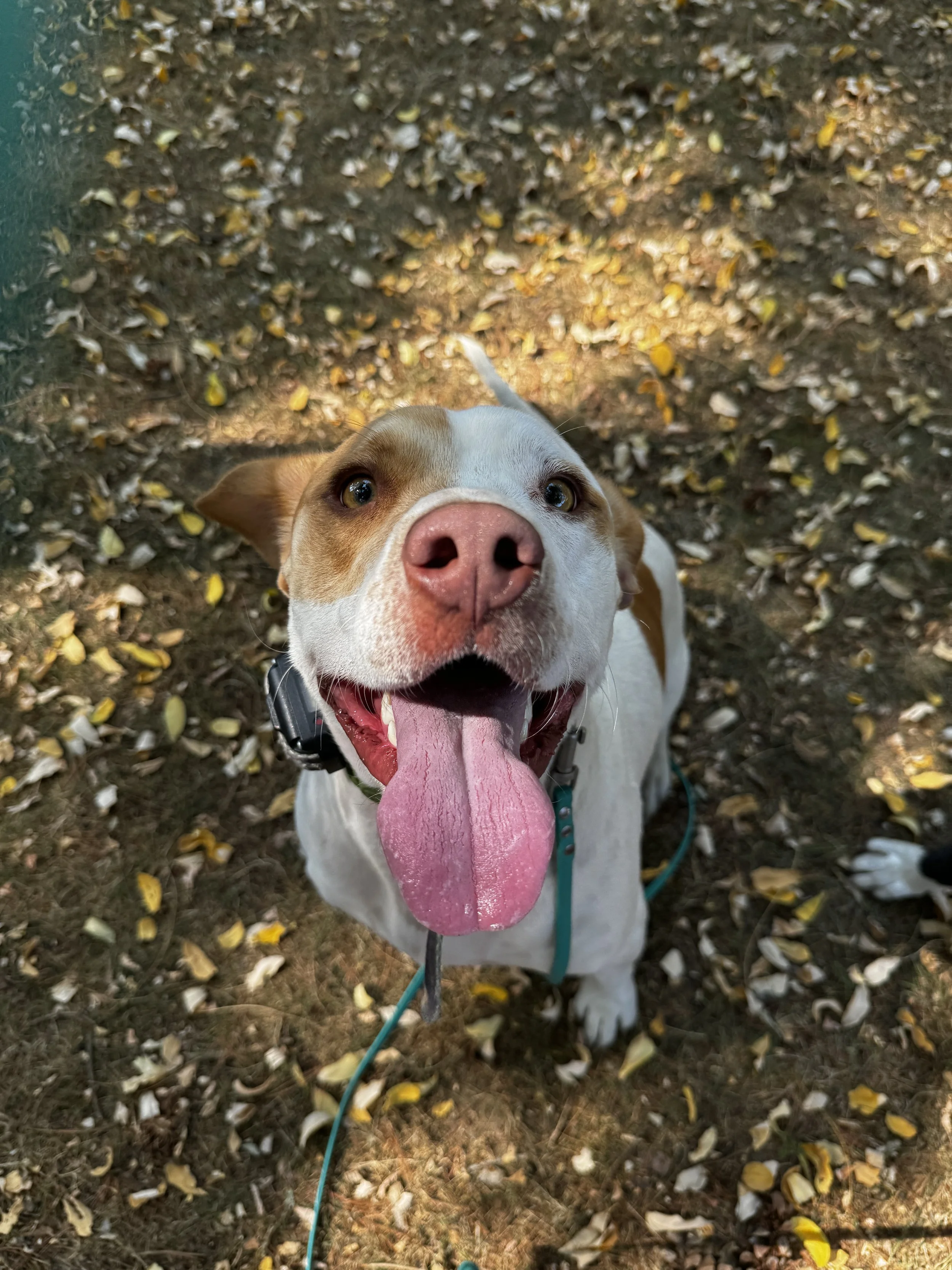 Roo