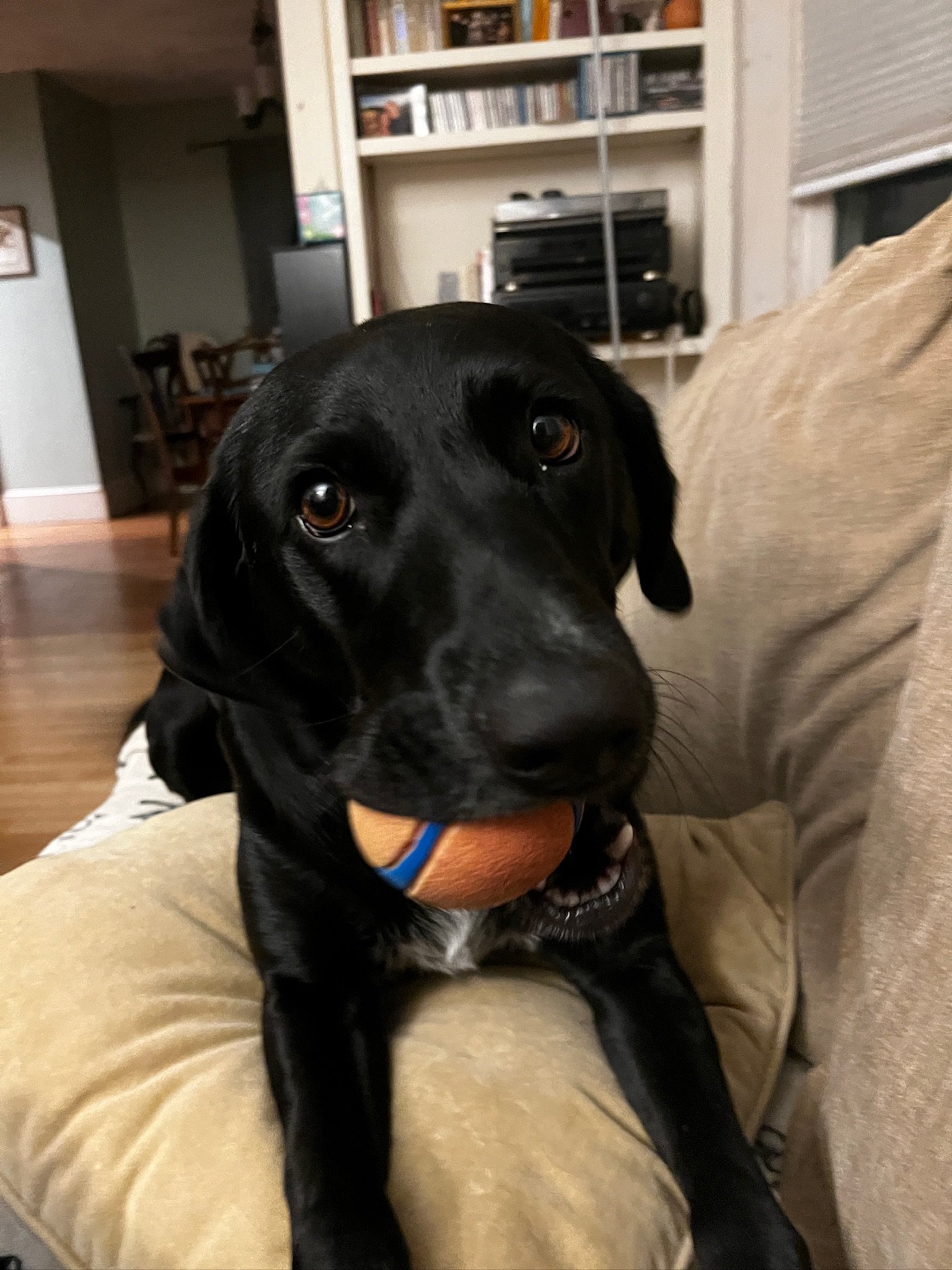Gracie