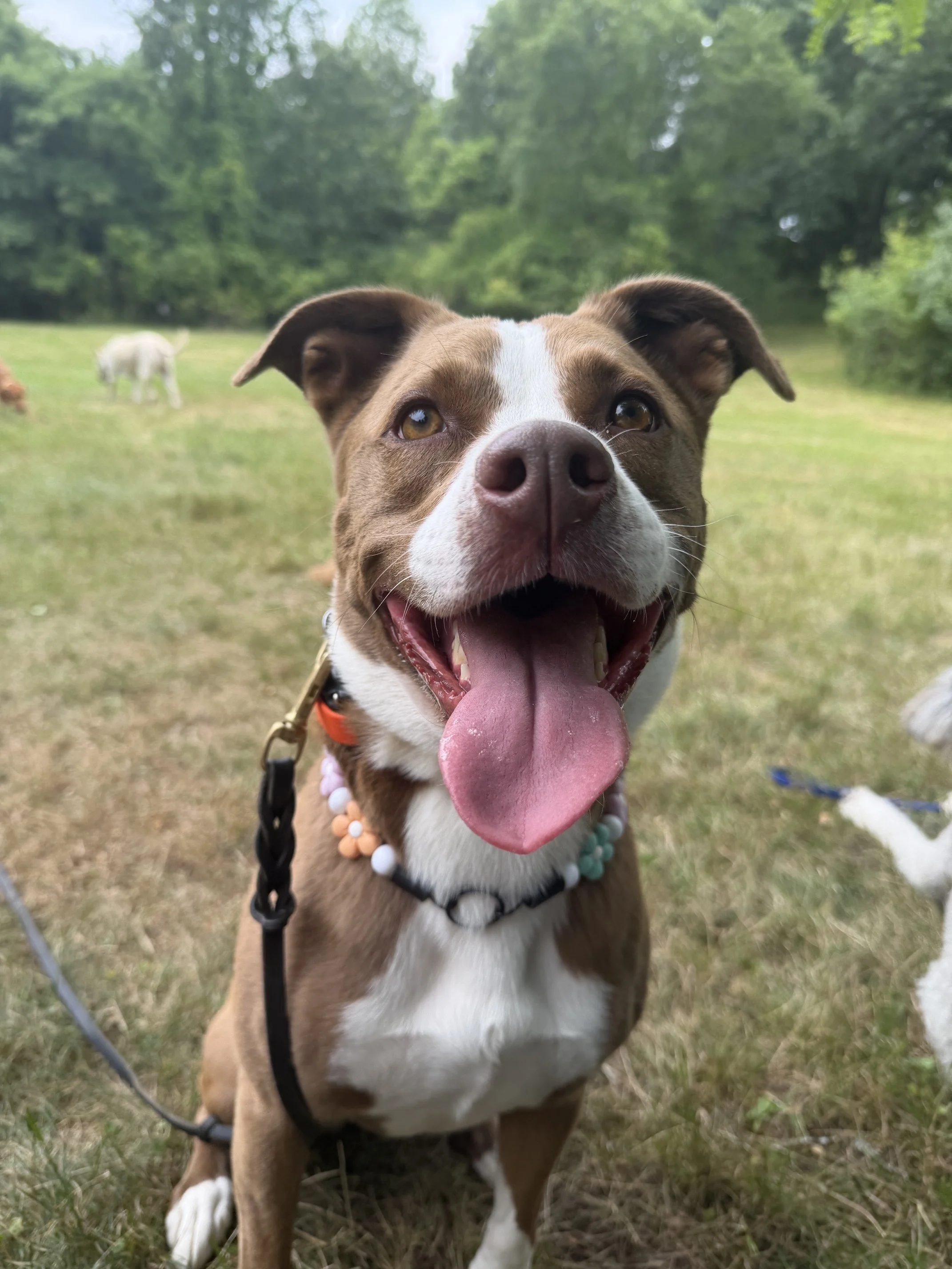 Kona