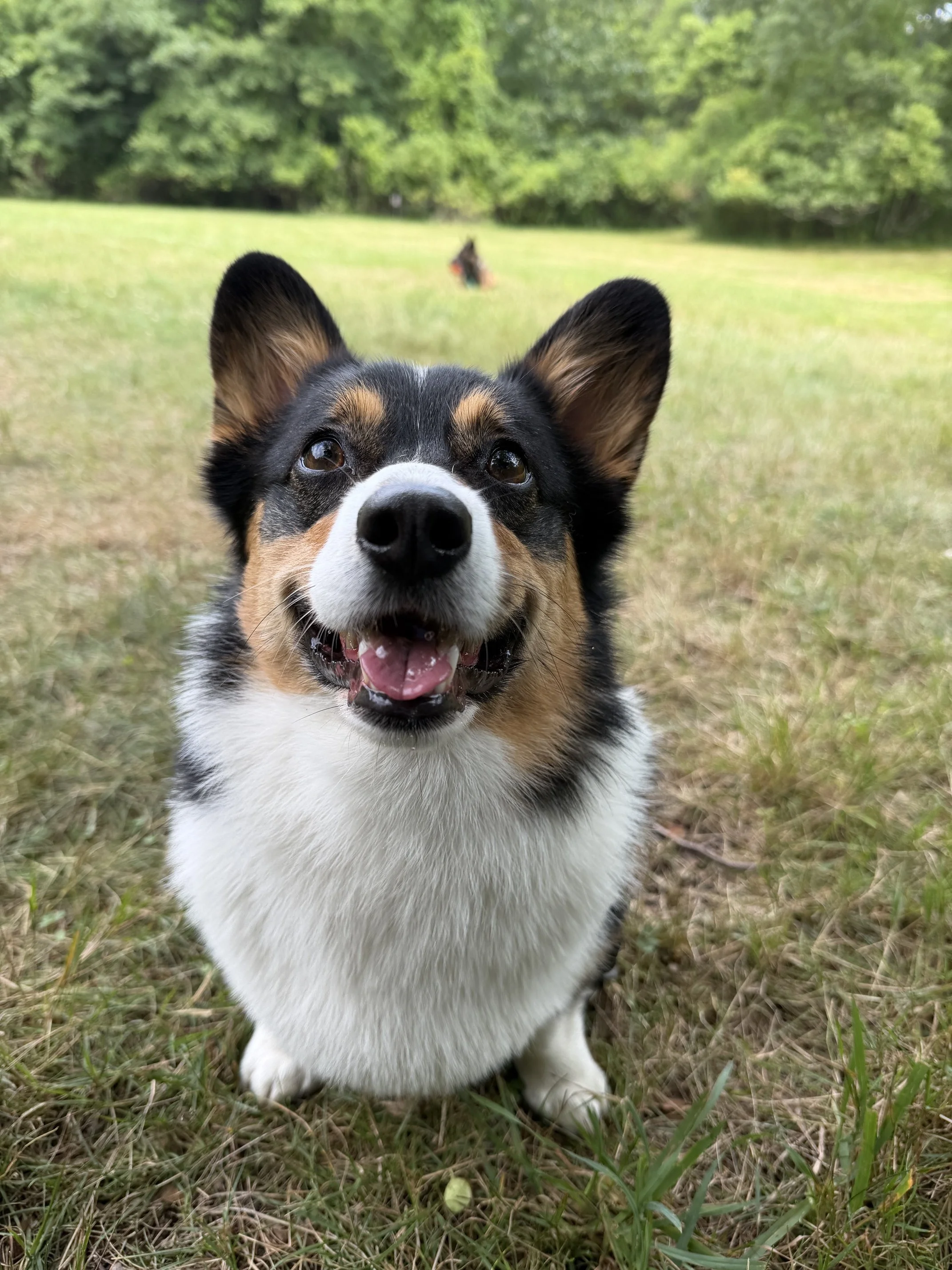 Pippa