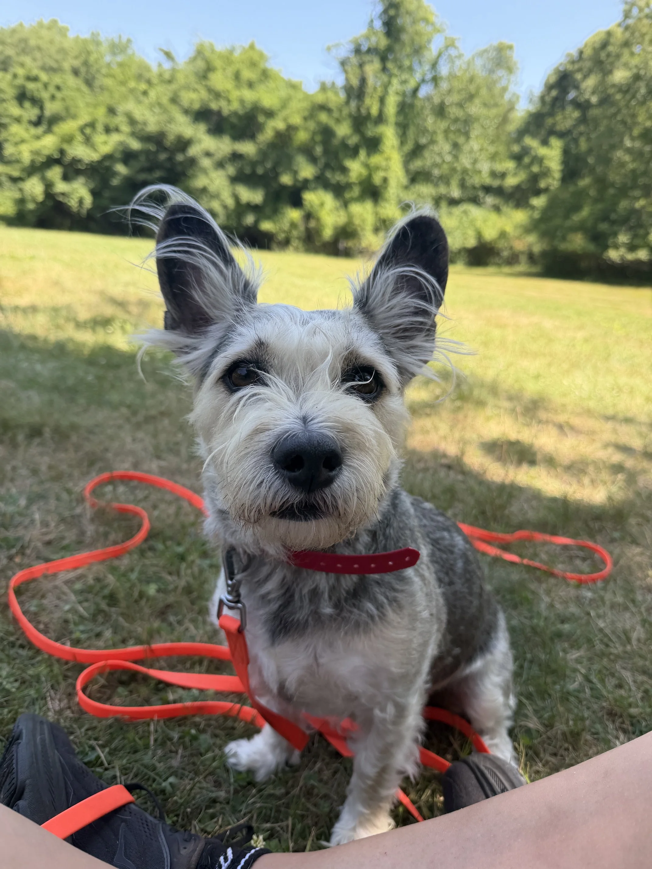 Louie