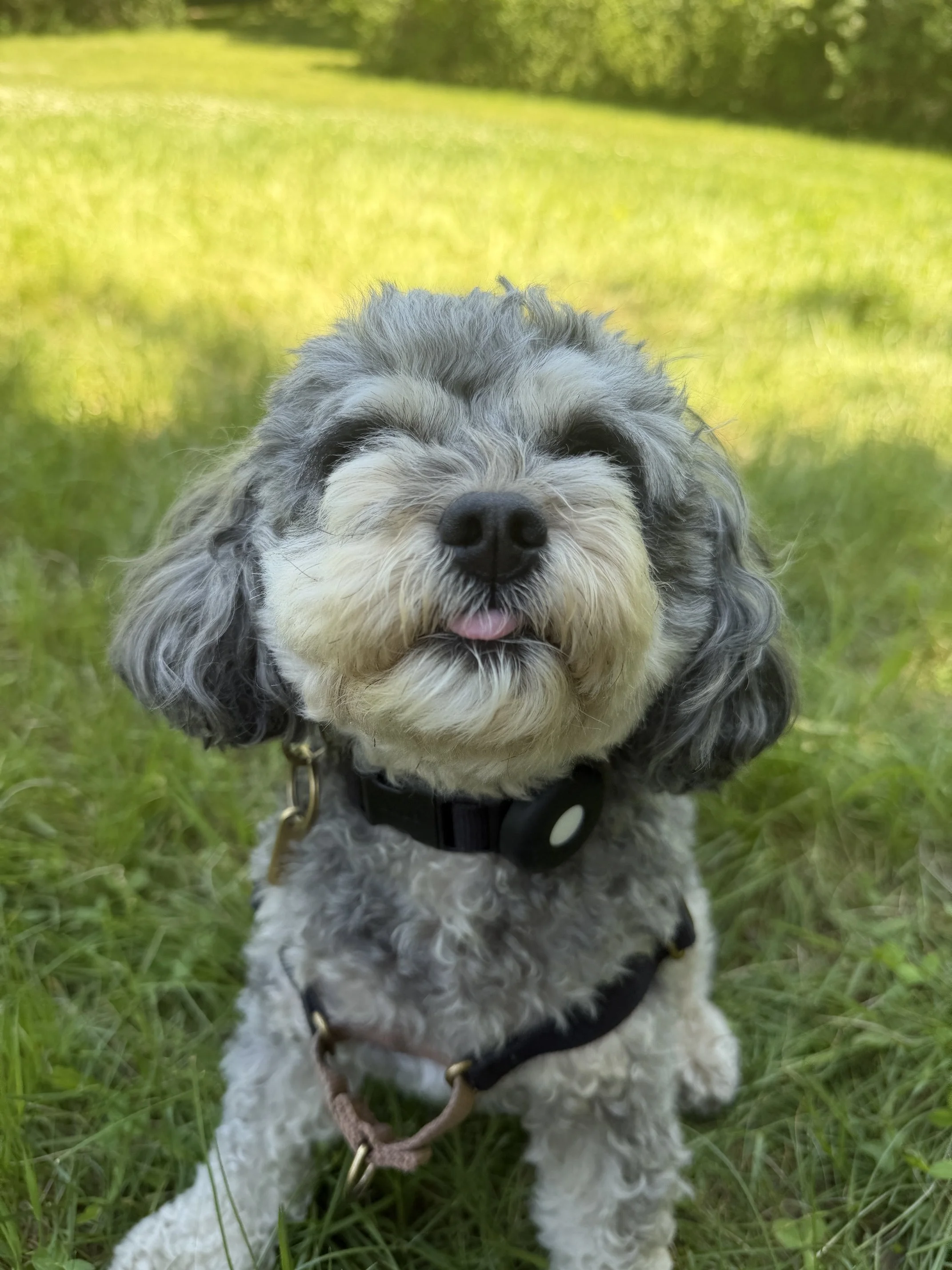 Toki