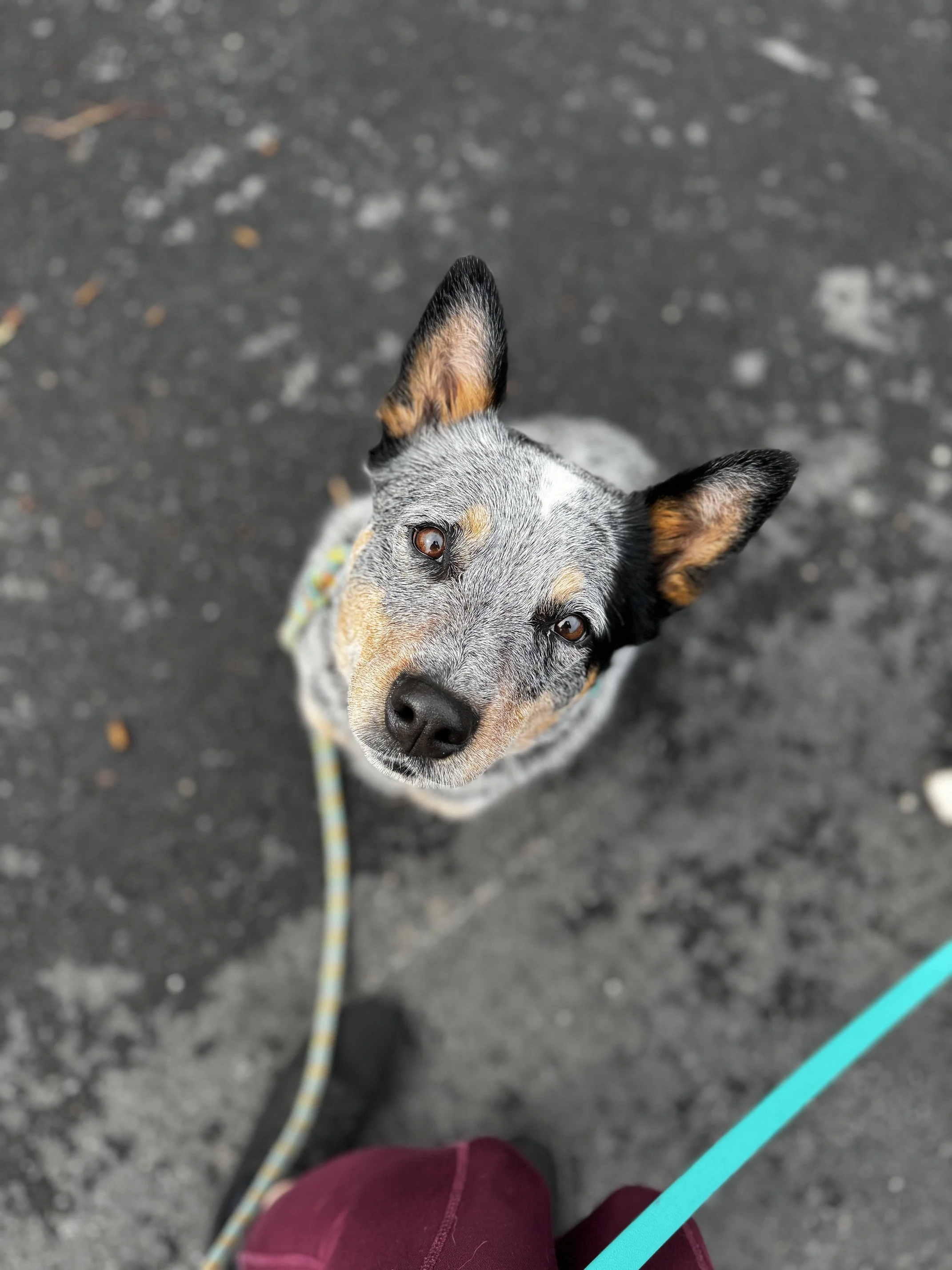 Pepper