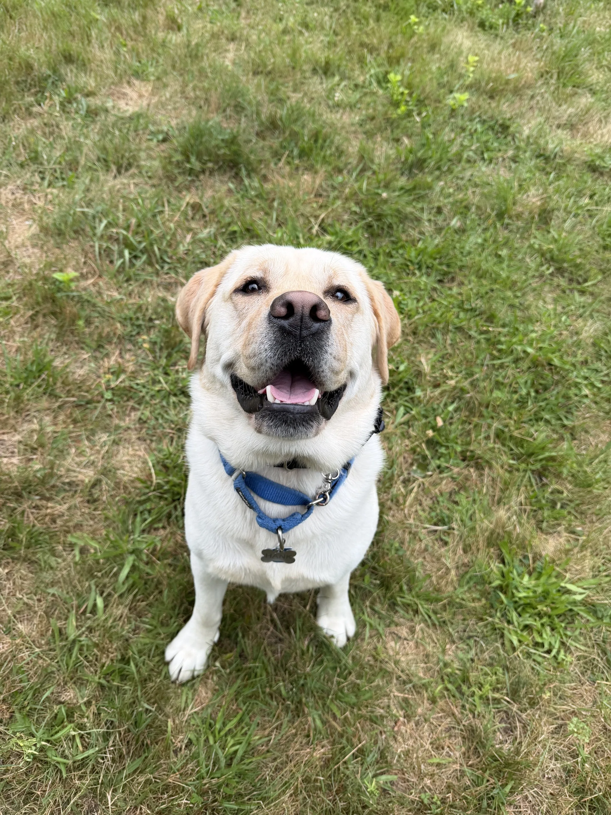 Hank