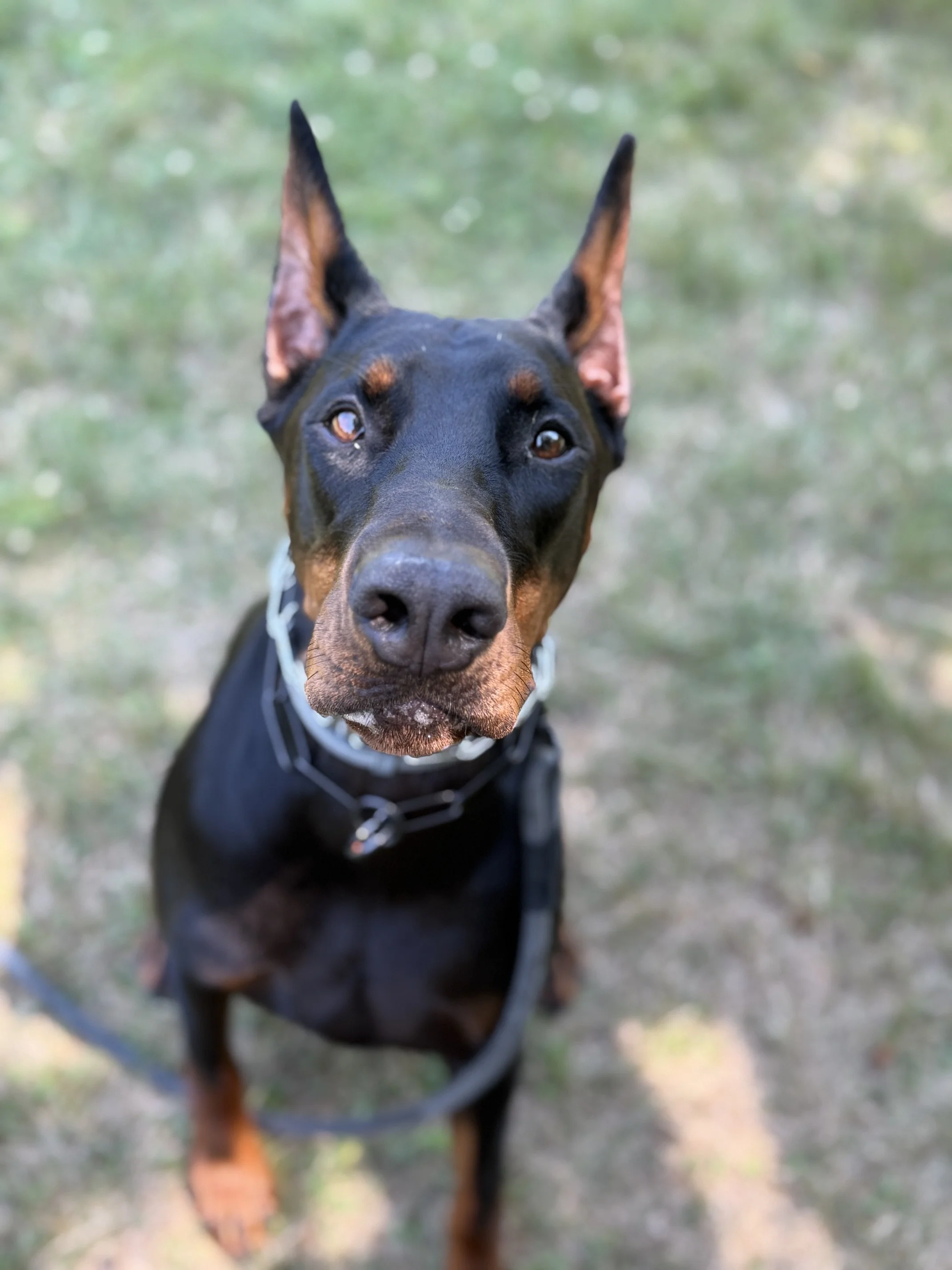 Nahla