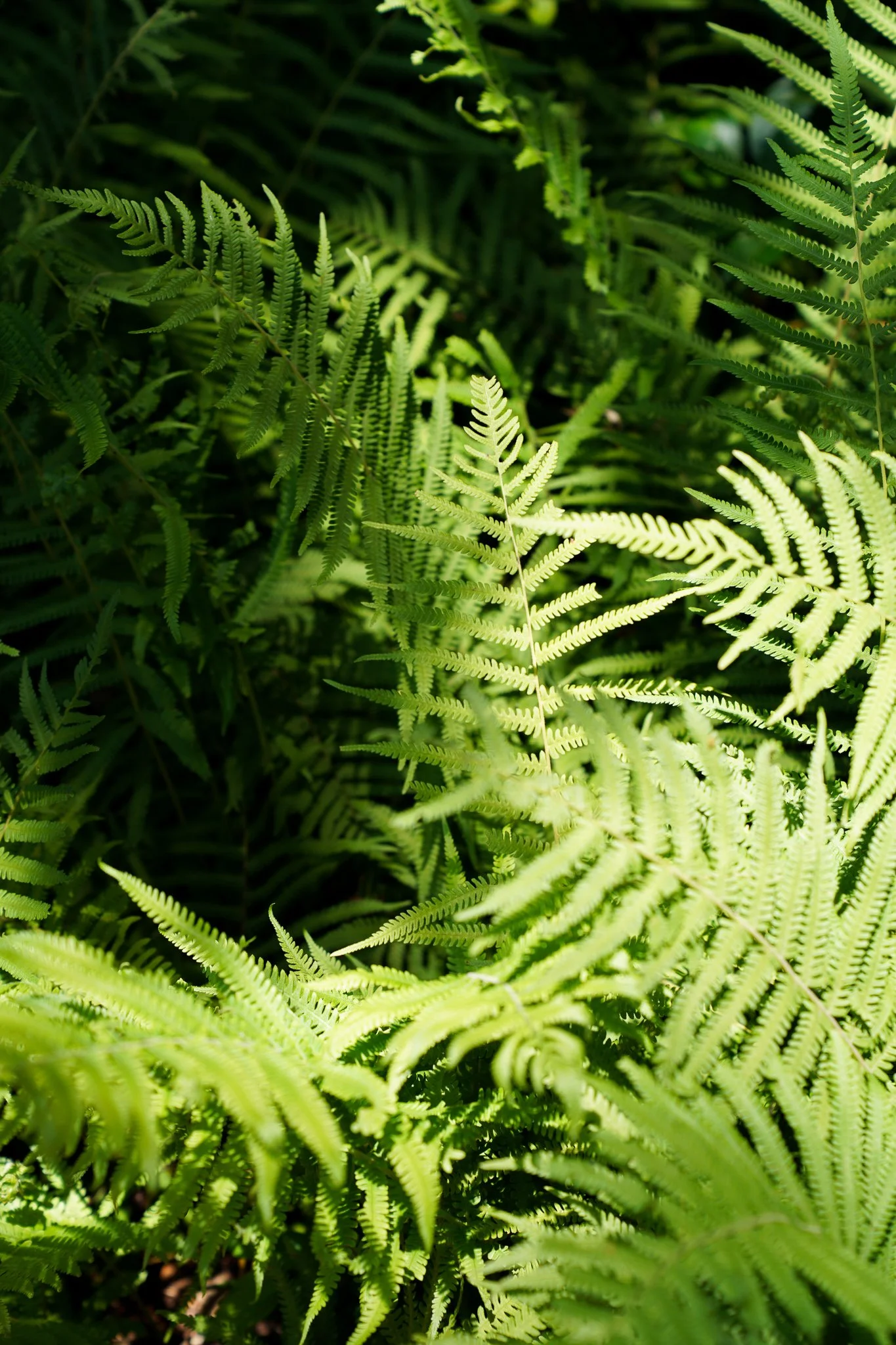 Close-up of green fern leaves with detailed fronds in natural light.