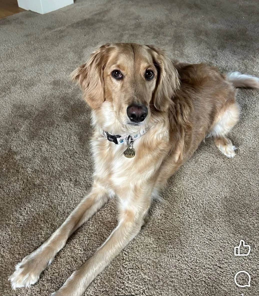 light golden unfurnished Goldendoodle puppy with Golden Retriever-like appearance