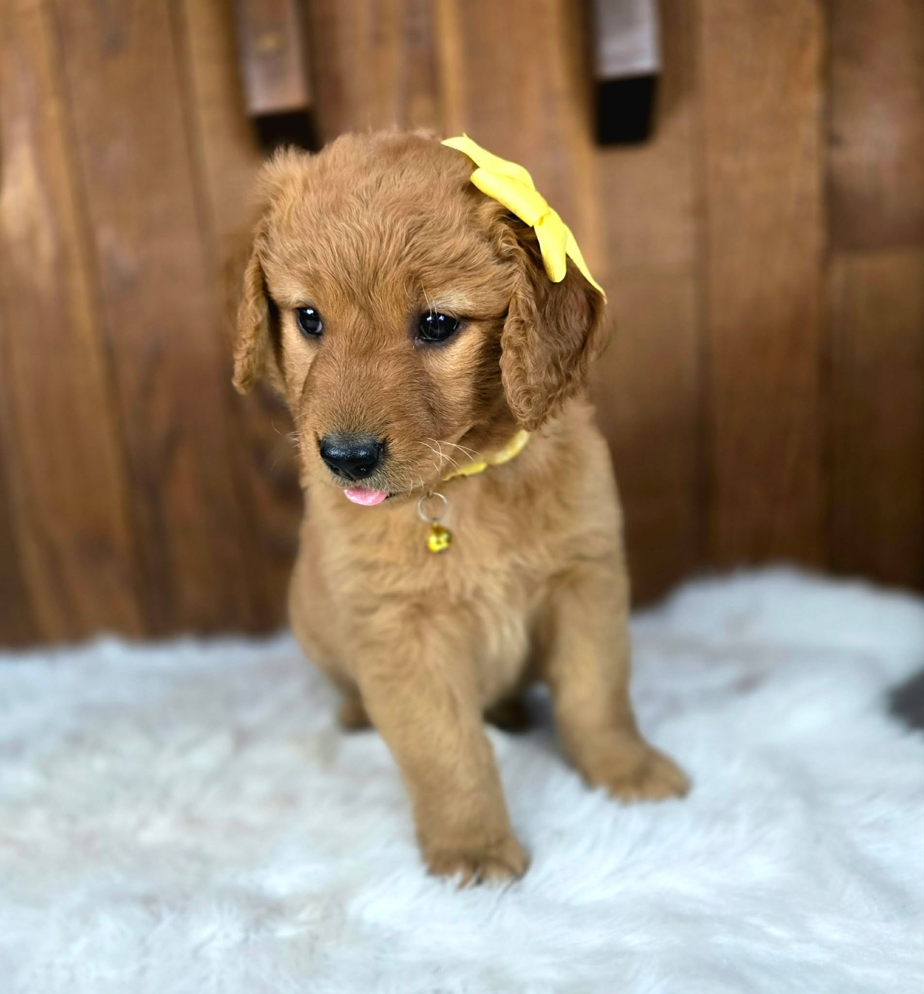 Whatsit – Available Female (Velma & Ransom)