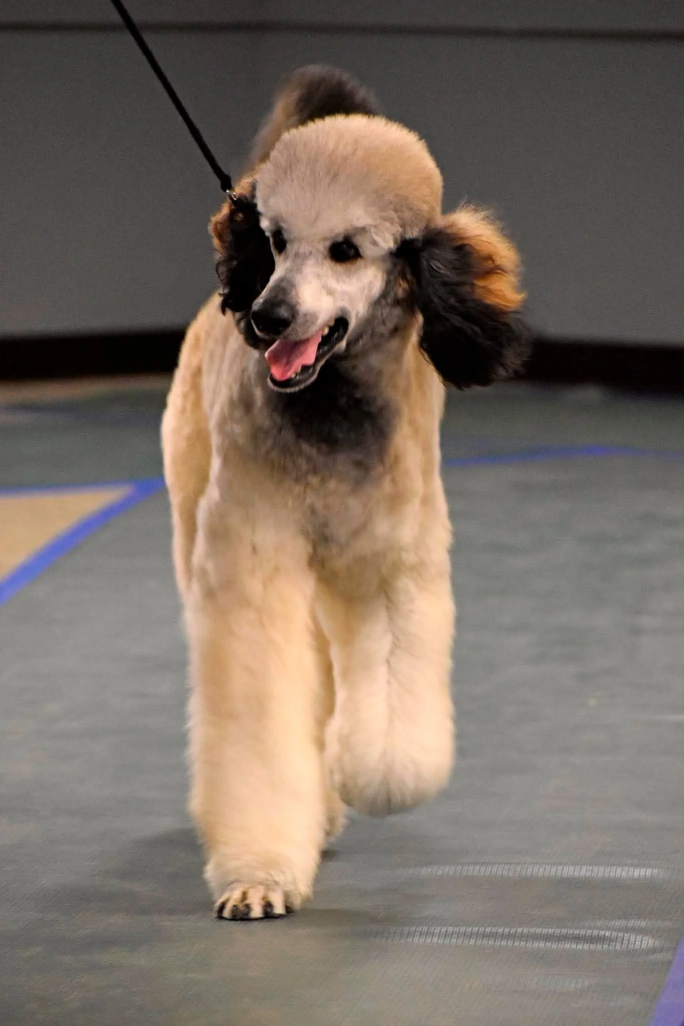 Saddle Tan Sable Standard Poodle
