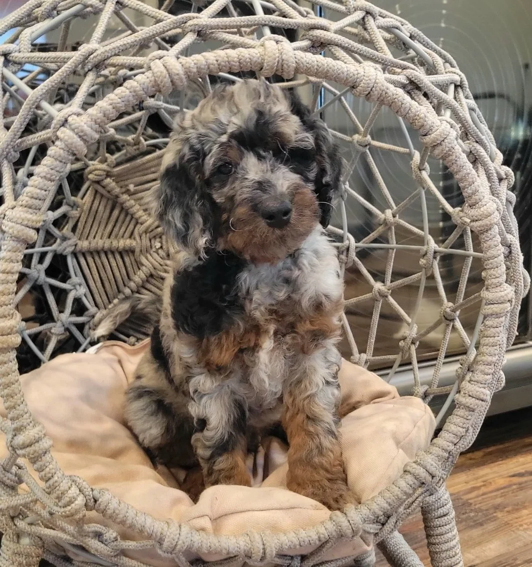 Intense point Merle Phantom Goldendoodle puppy