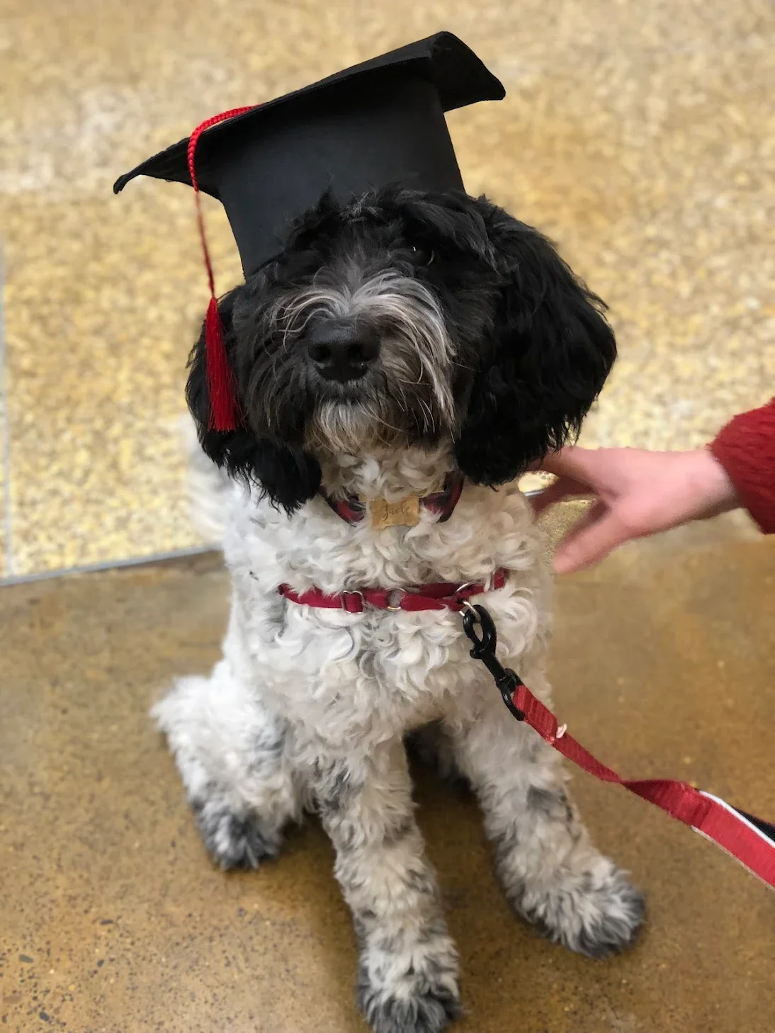 Black and white Standard Goldendoodle graduating from training class