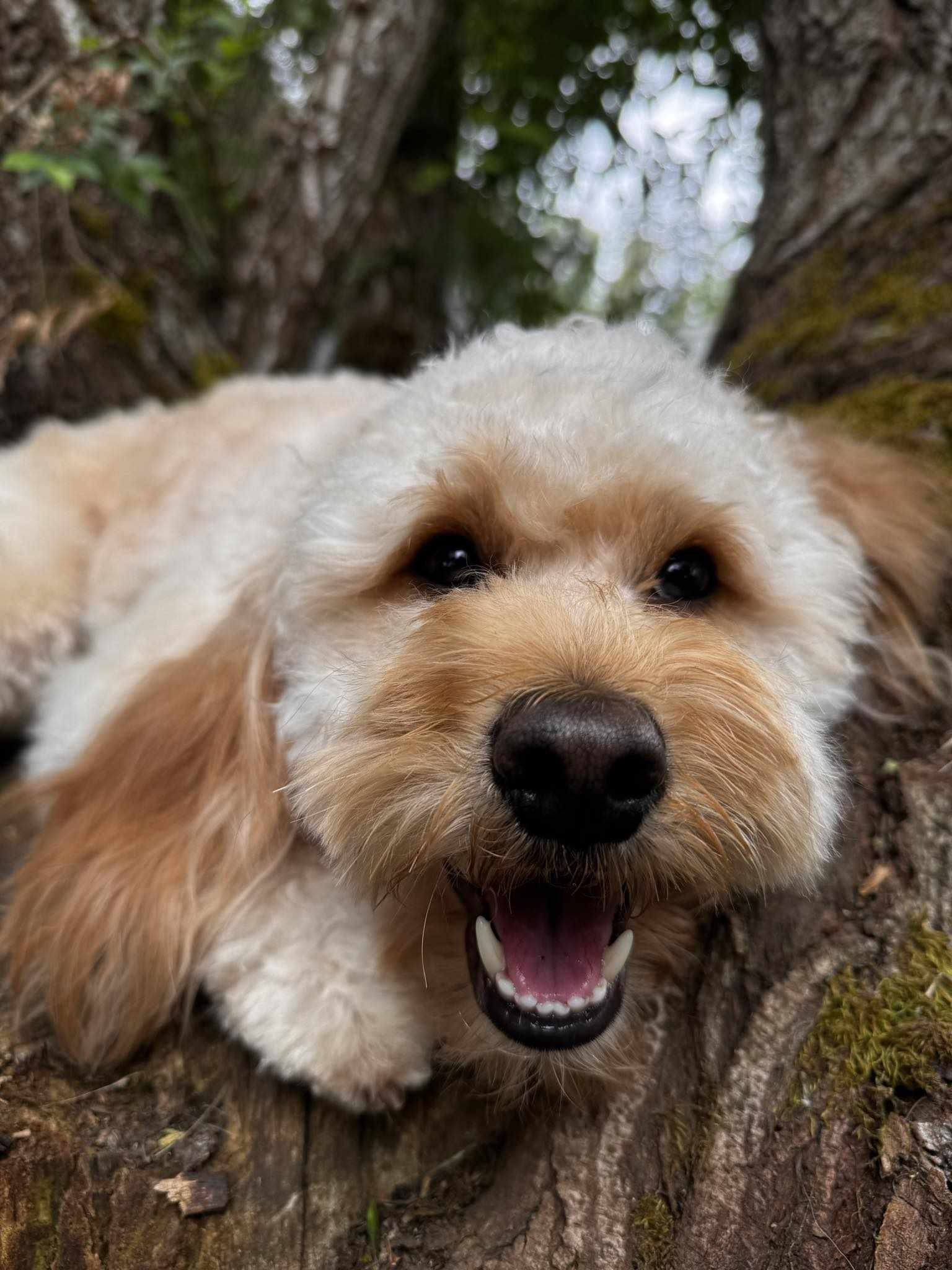 Close-up of a happy, fluffy light-colored goldendoodle with long ears, lying on a tree trunk with a forest background.