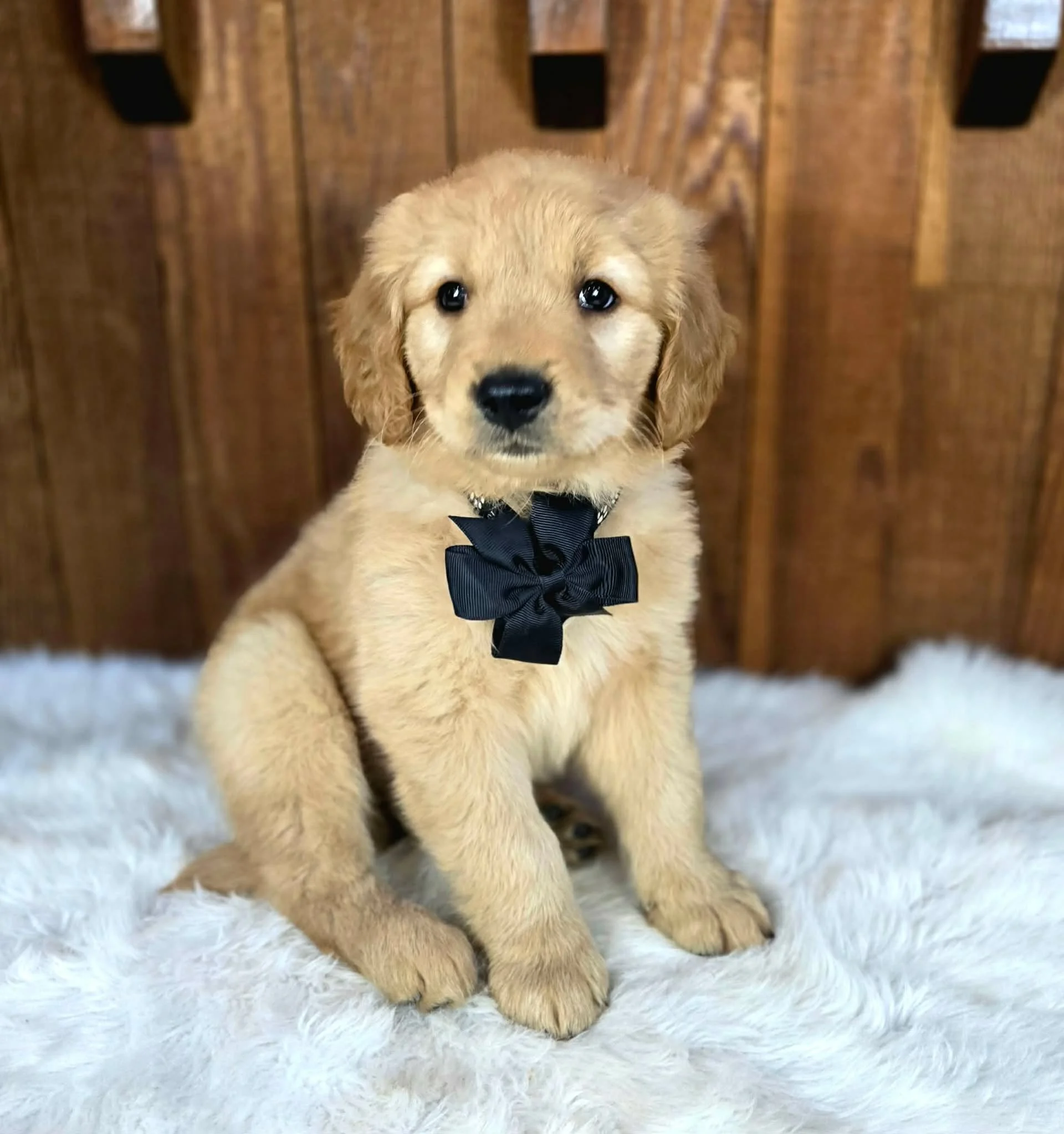 Doodad, an AKC Golden Retriever puppy from Oregon's Legendary Goldendoodles. A cooperative, people-oriented male puppy with exceptional human focus, moderate energy, and an easygoing temperament from the Velma and Ransom litter.