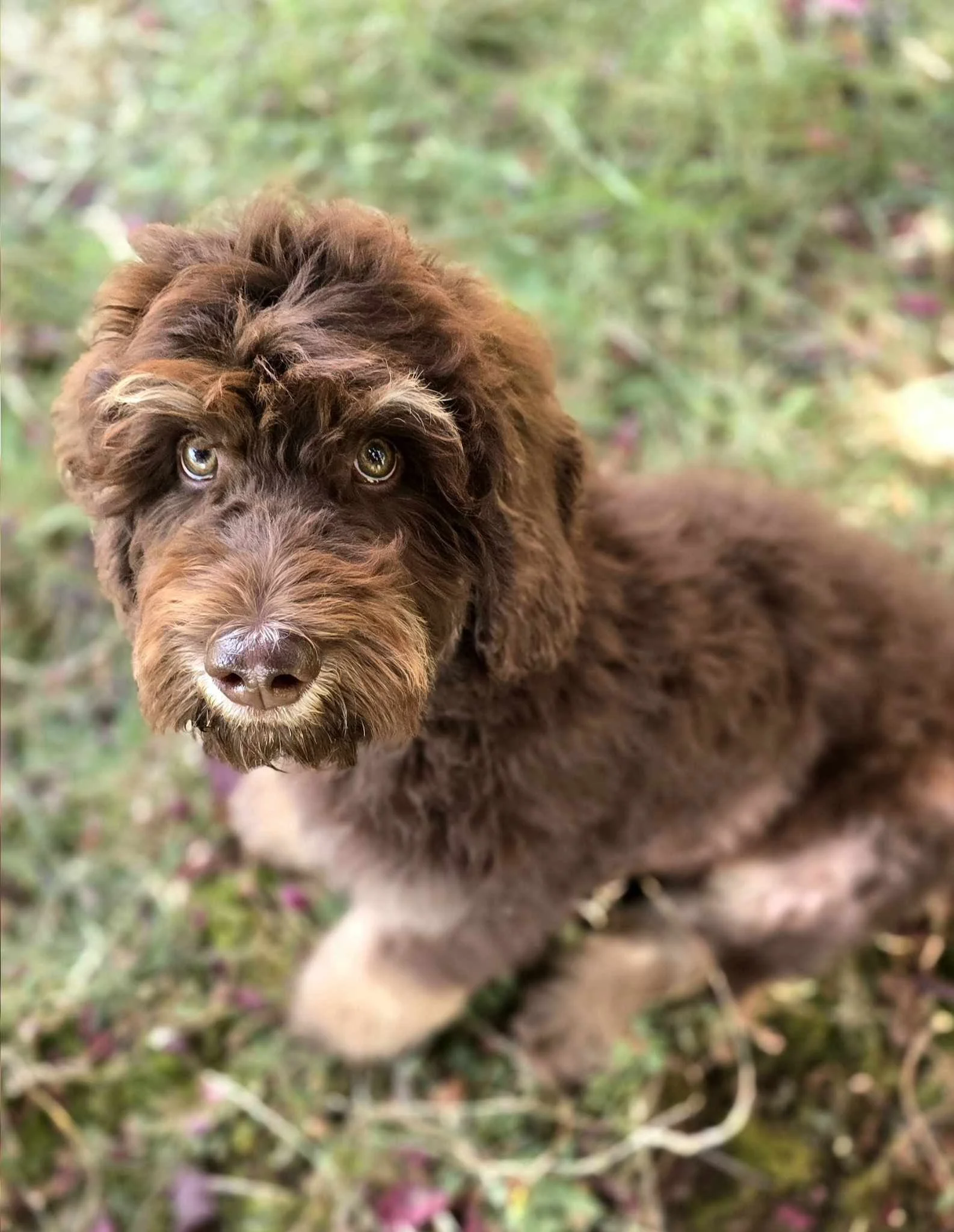Chocolate Phantom Goldendoodle puppy - 5 months