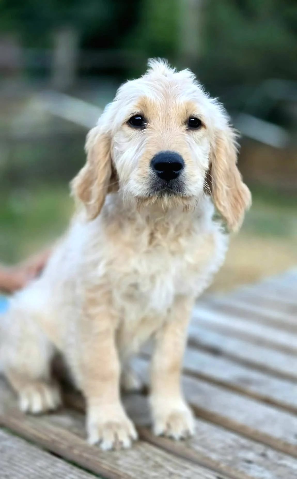 Crackers| Standard Ultra Goldendoodle Puppy (Dixie × Boone)