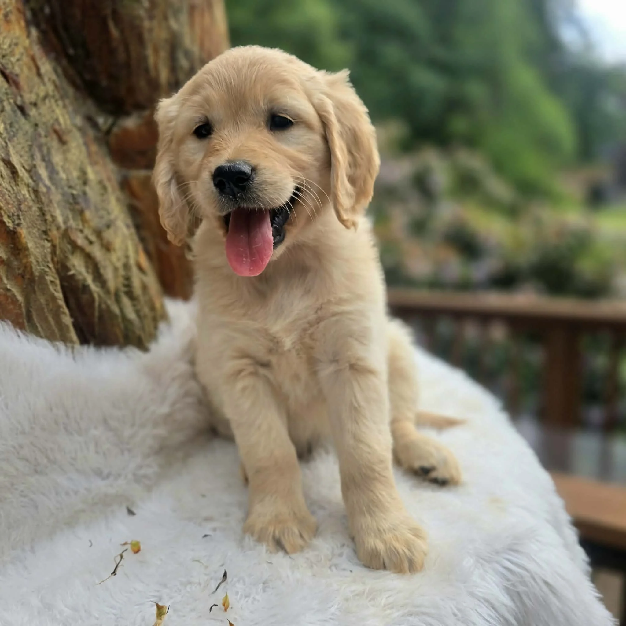 female flat coat Oregon bred goldendoodle puppy