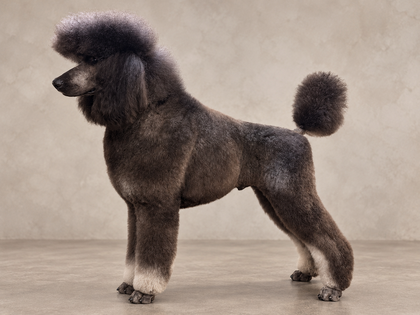 Grand Champion Standard Poodle Whiskey in a stacked pose showing balanced structure and breed type