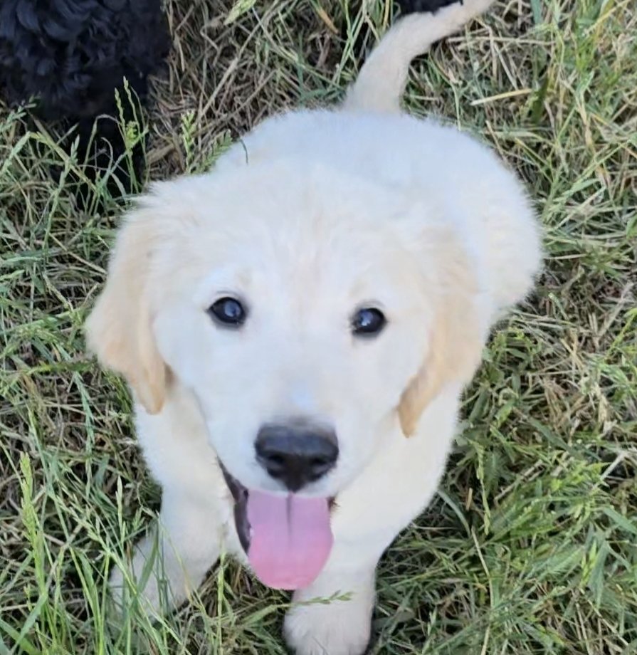 Hades| AKC Golden Retriever (Willow & Boone)