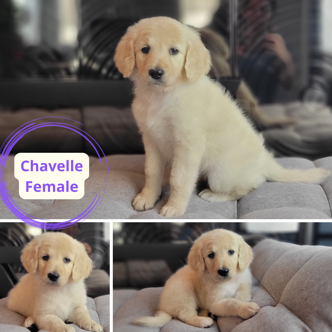 unfurnished Goldendoodle puppy with straight coat and no beard or eyebrows