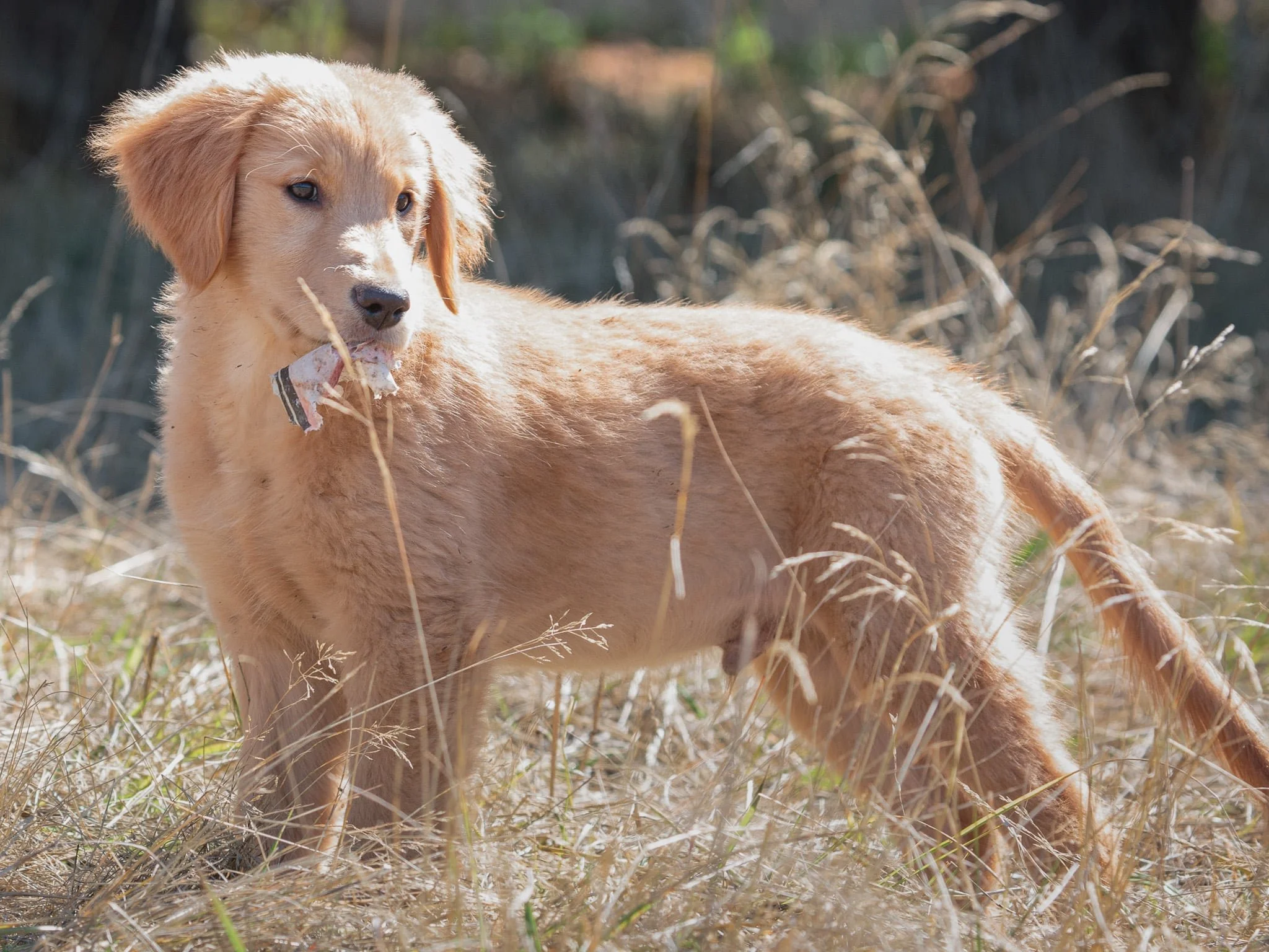 Widget – Available Male (Velma & Ransom)