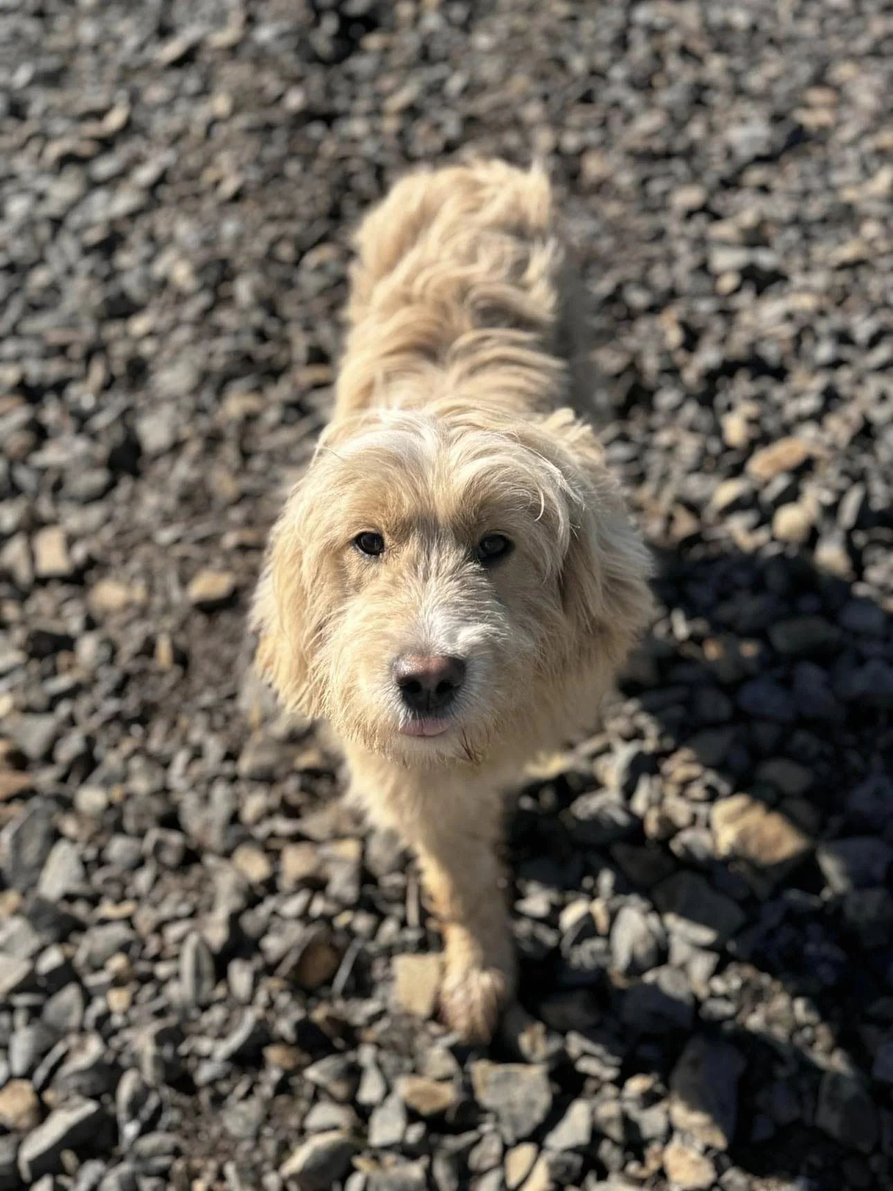 Lady, an Ultra Goldendoodle displaying the Golden Retriever-inspired appearance and lower-shedding Ultra Coat discussed in our comparison guide