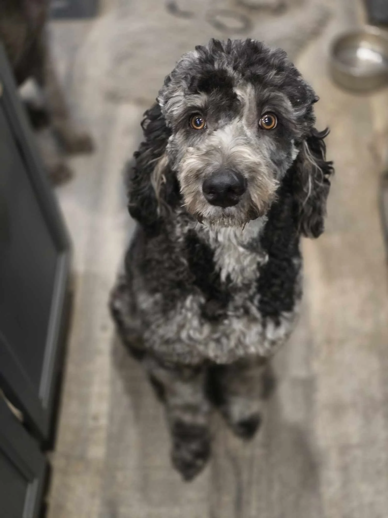 A black and gray curly-haired dog sitting indoors, looking up at the camera.