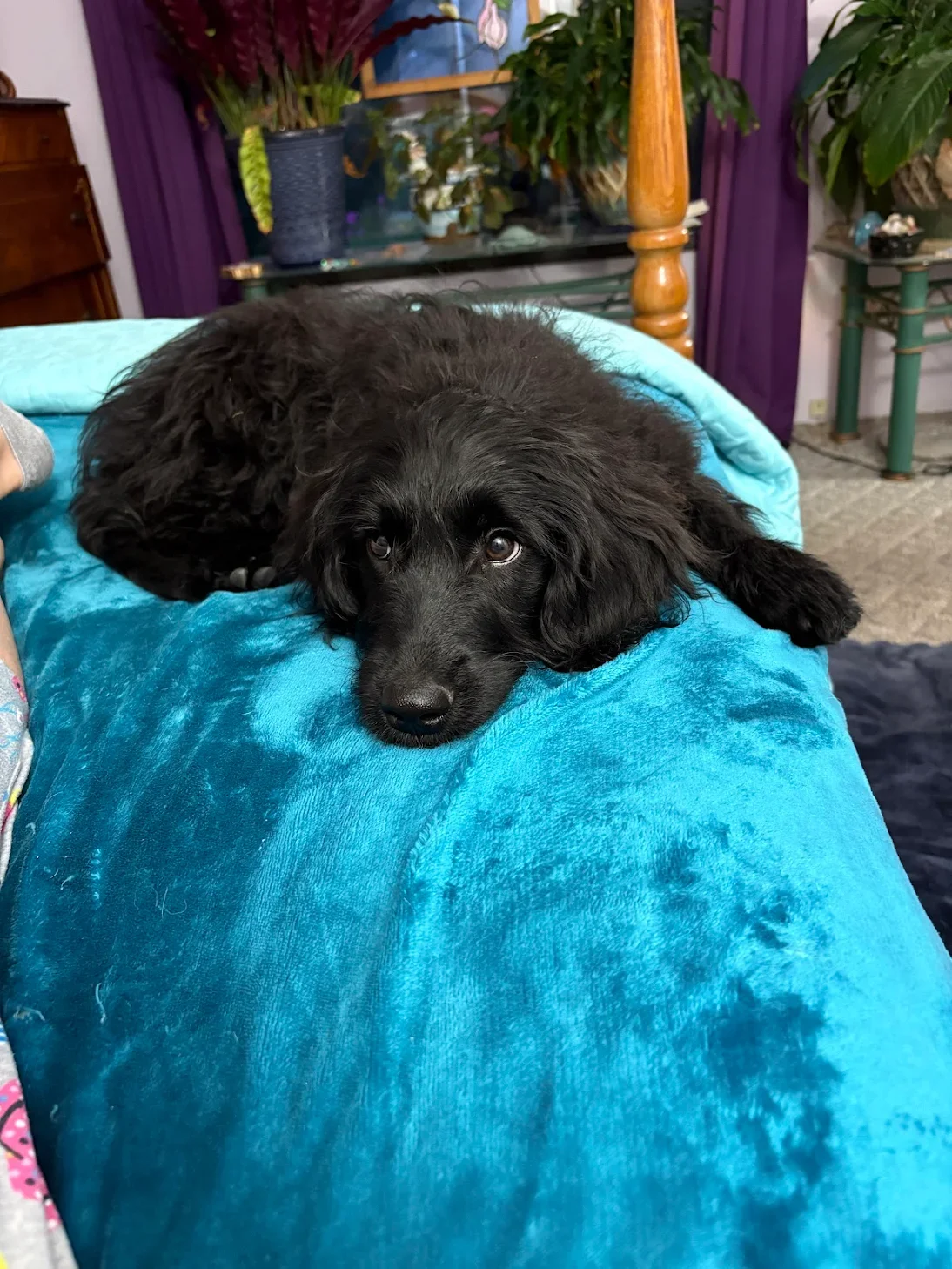 Black straight coat Mini Goldendoodle puppy resting on a blue blanket