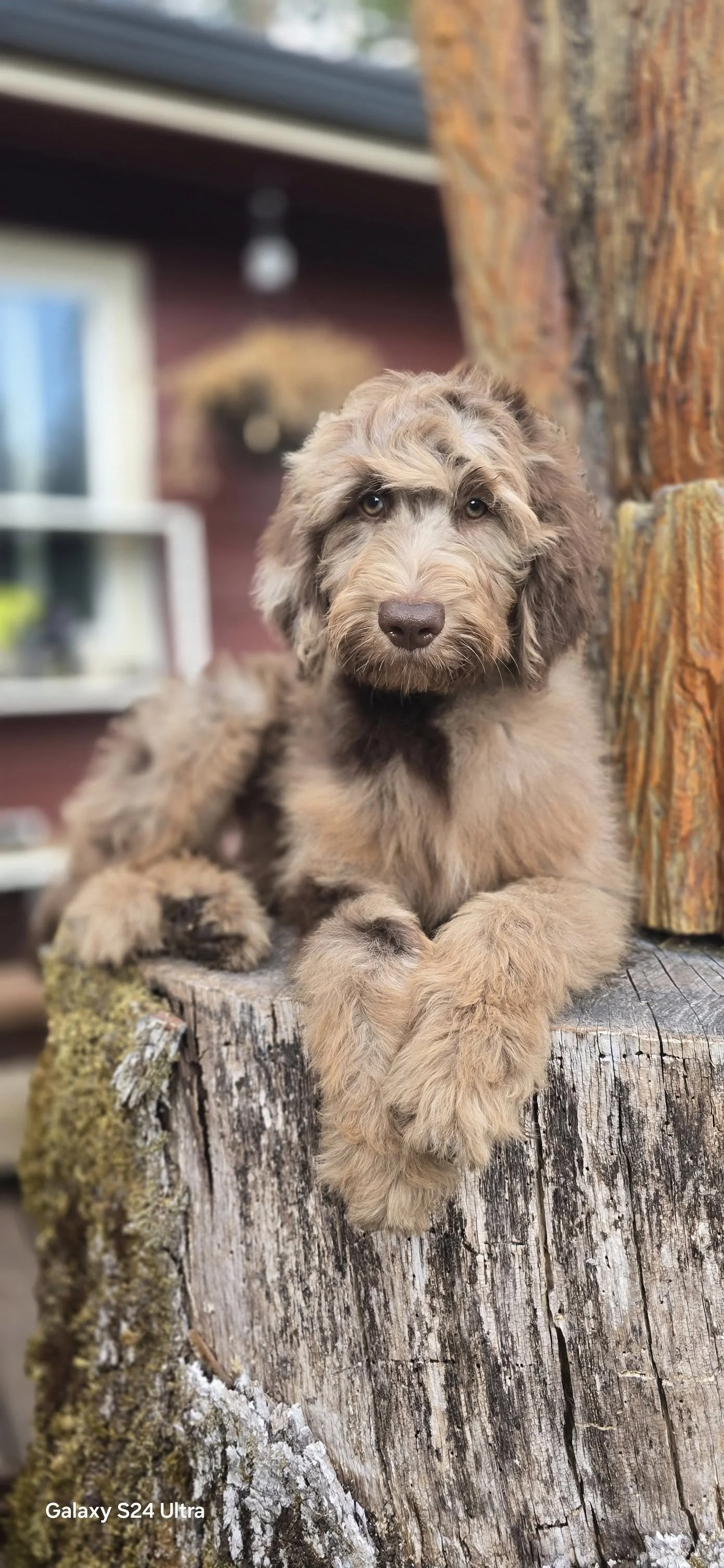medium goldendoodle puppy from Oregon breeder