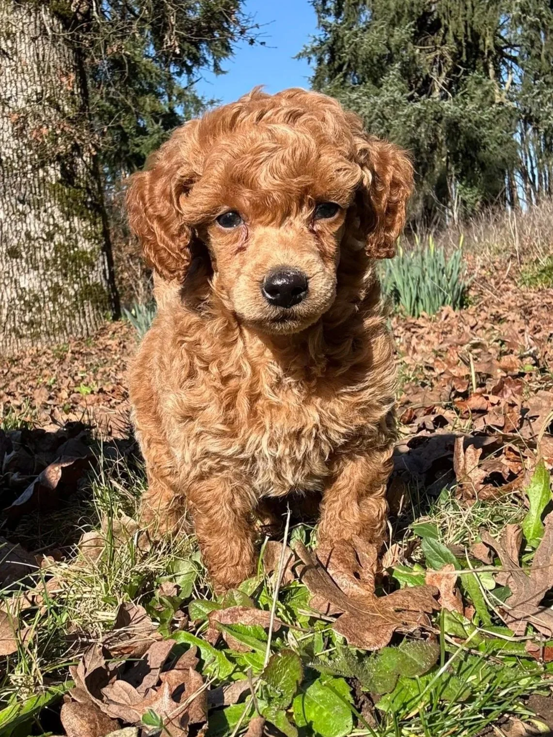 oregon breeder red mini poodle