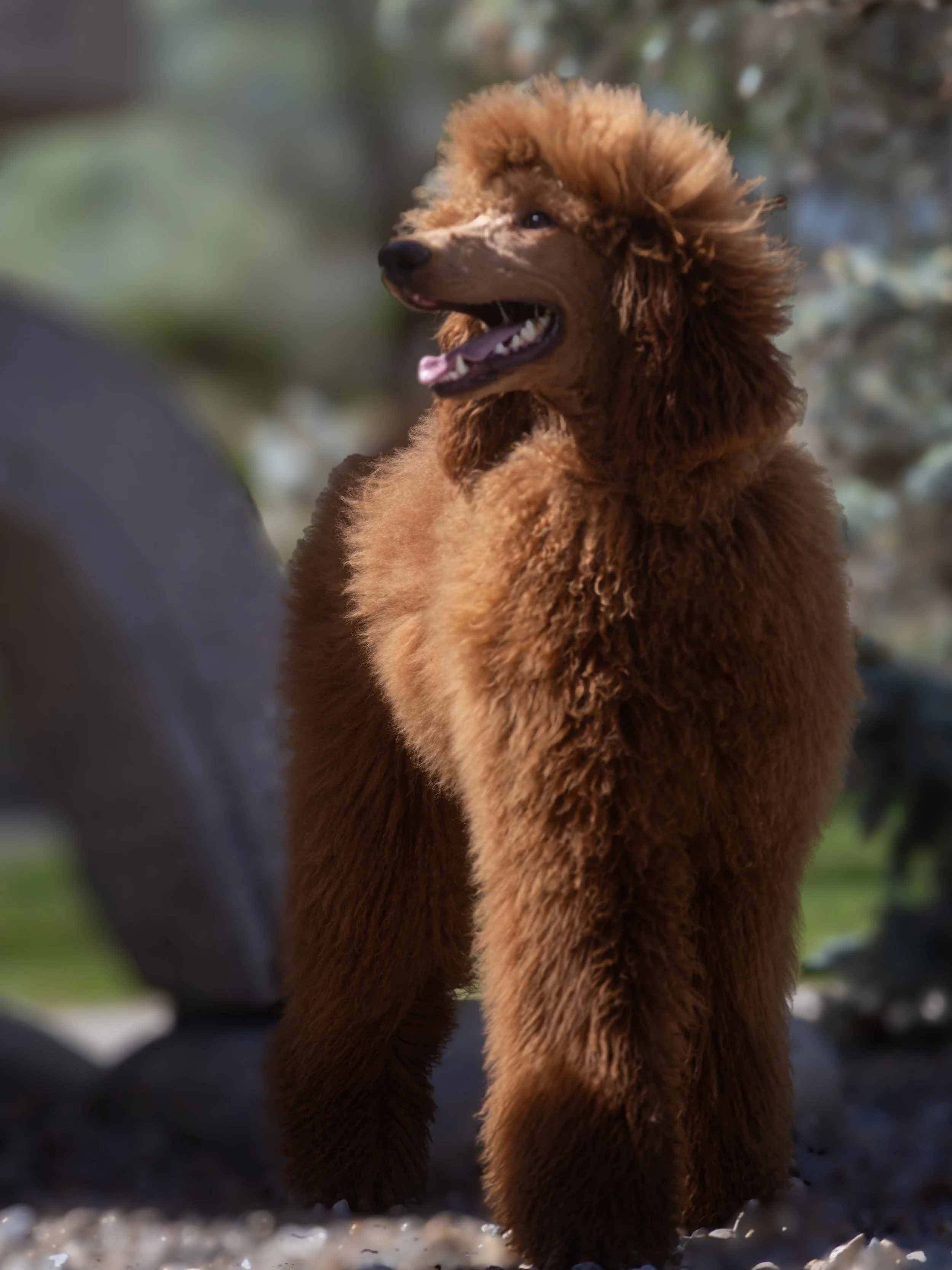 Red Standard Poodle At Oregon's Legendary Goldendoodles