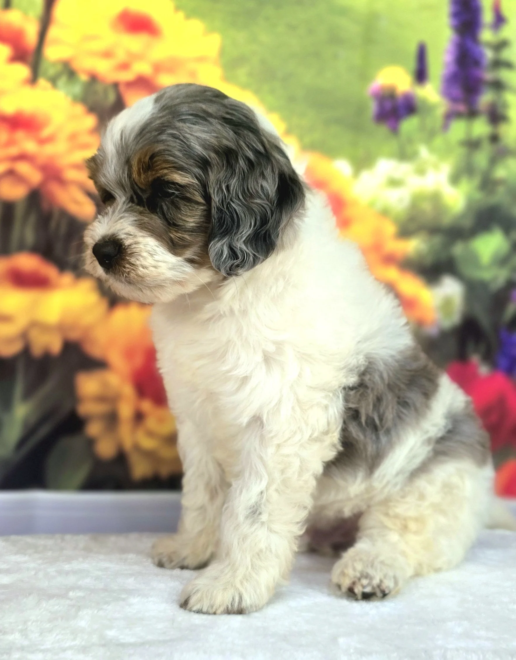 Grasshopper, male petite Goldendoodle puppy with a wavy phantom merle parti coat