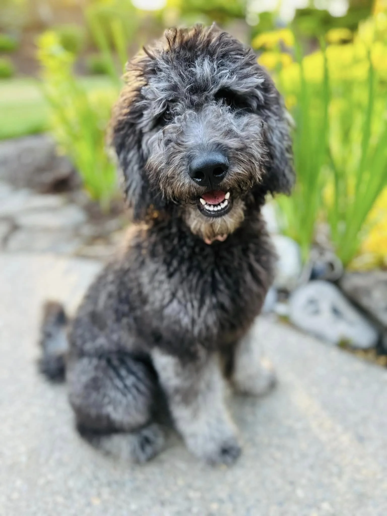 Oregon Breeder Silver goldendoodle