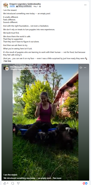 Reserved families following their Goldendoodle litter as puppies grow