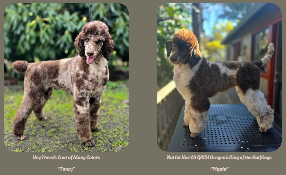 Mini Poodle guardian home prospect available in Oregon