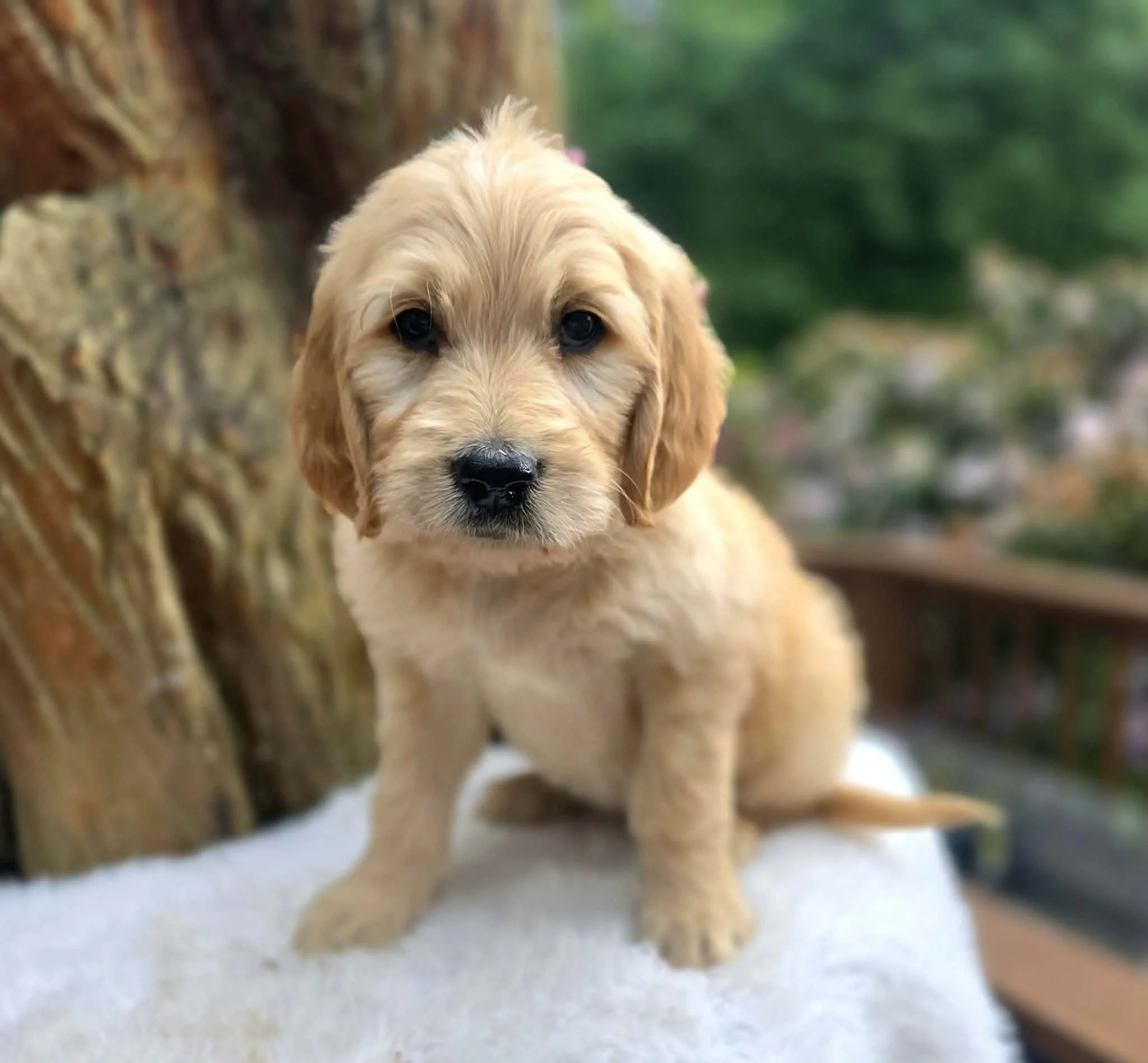 available standard ultra goldendoodle