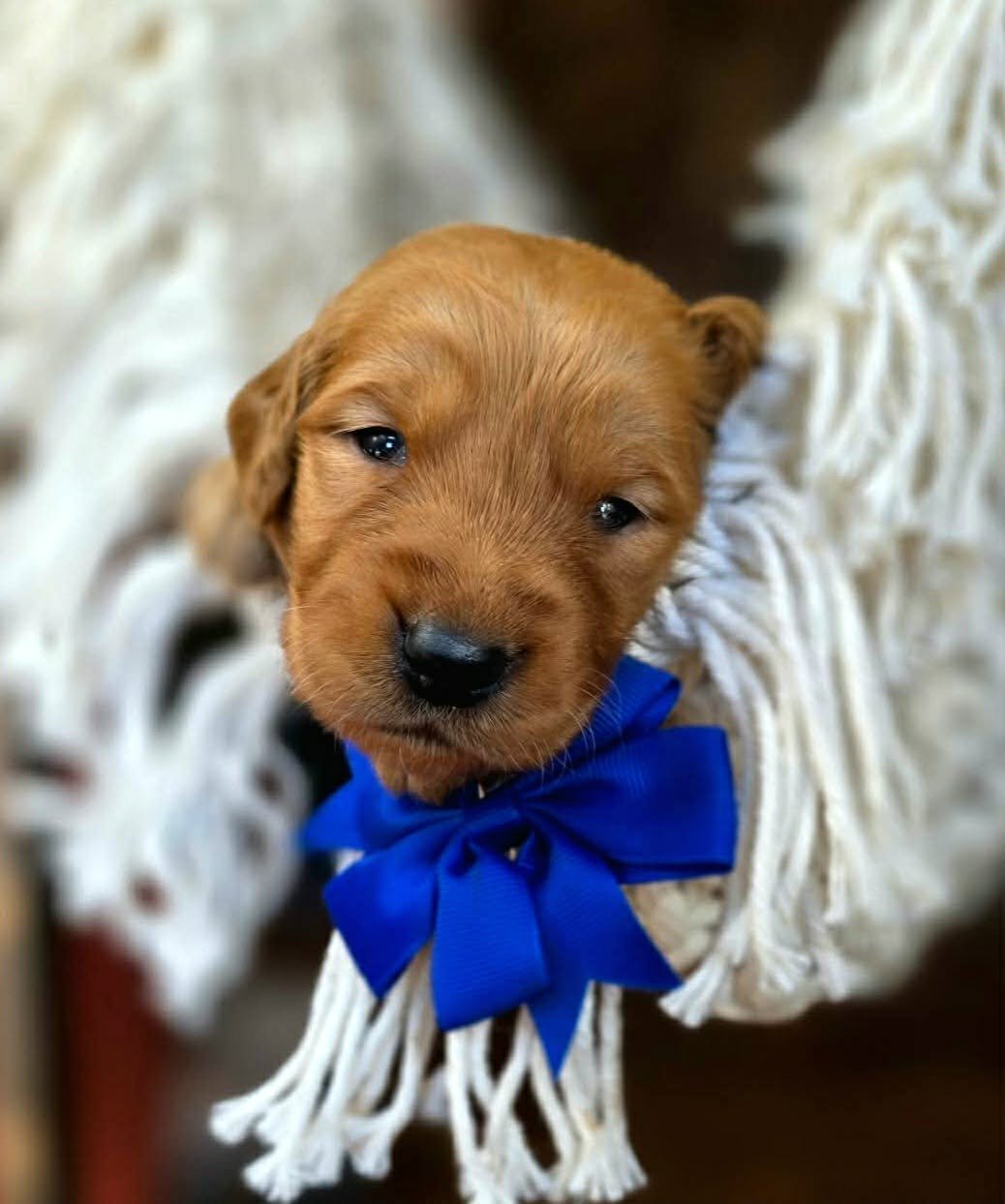 Snarfblatt, an AKC Golden Retriever puppy from Oregon's Legendary Goldendoodles. This confident male puppy from the Velma and Ransom litter has a rich golden coat, curious expression, and thoughtful temperament.