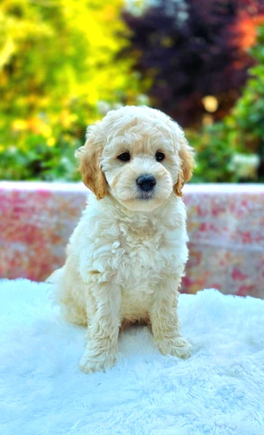 Valor, a confident male Petite Goldendoodle puppy from Oregon Doodles, sitting outdoors and looking attentively at the camera with his low-shedding curly coat.