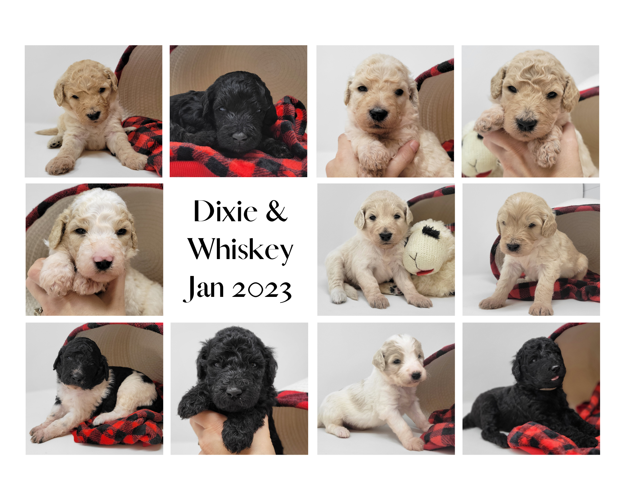 goldendoodle puppies from Dixie litter Oregon goldendoodle breeder