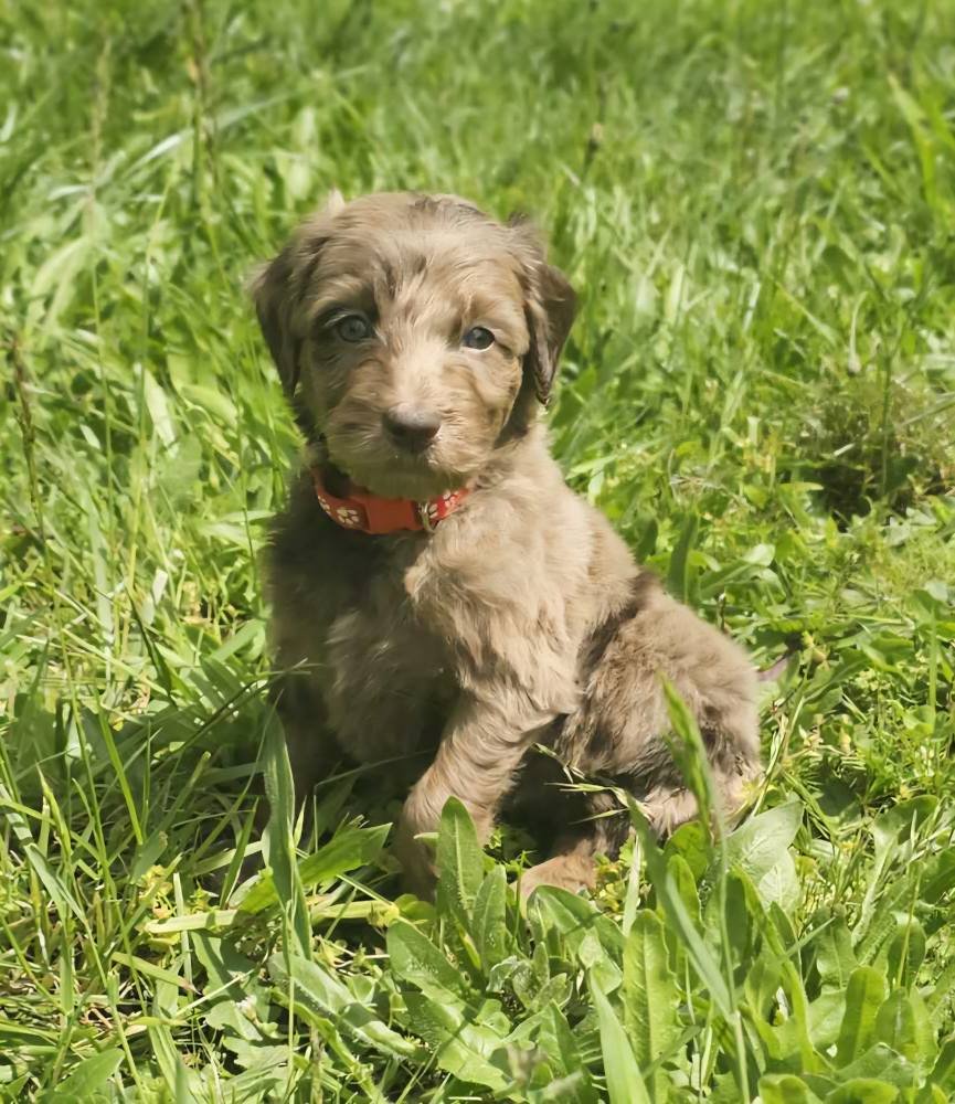 Cafe - Male Medium Goldendoodle