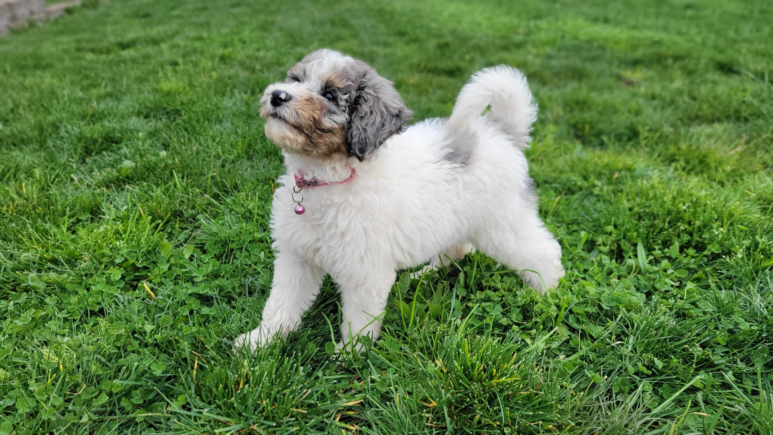 merle parti goldendoodle standing in green grass