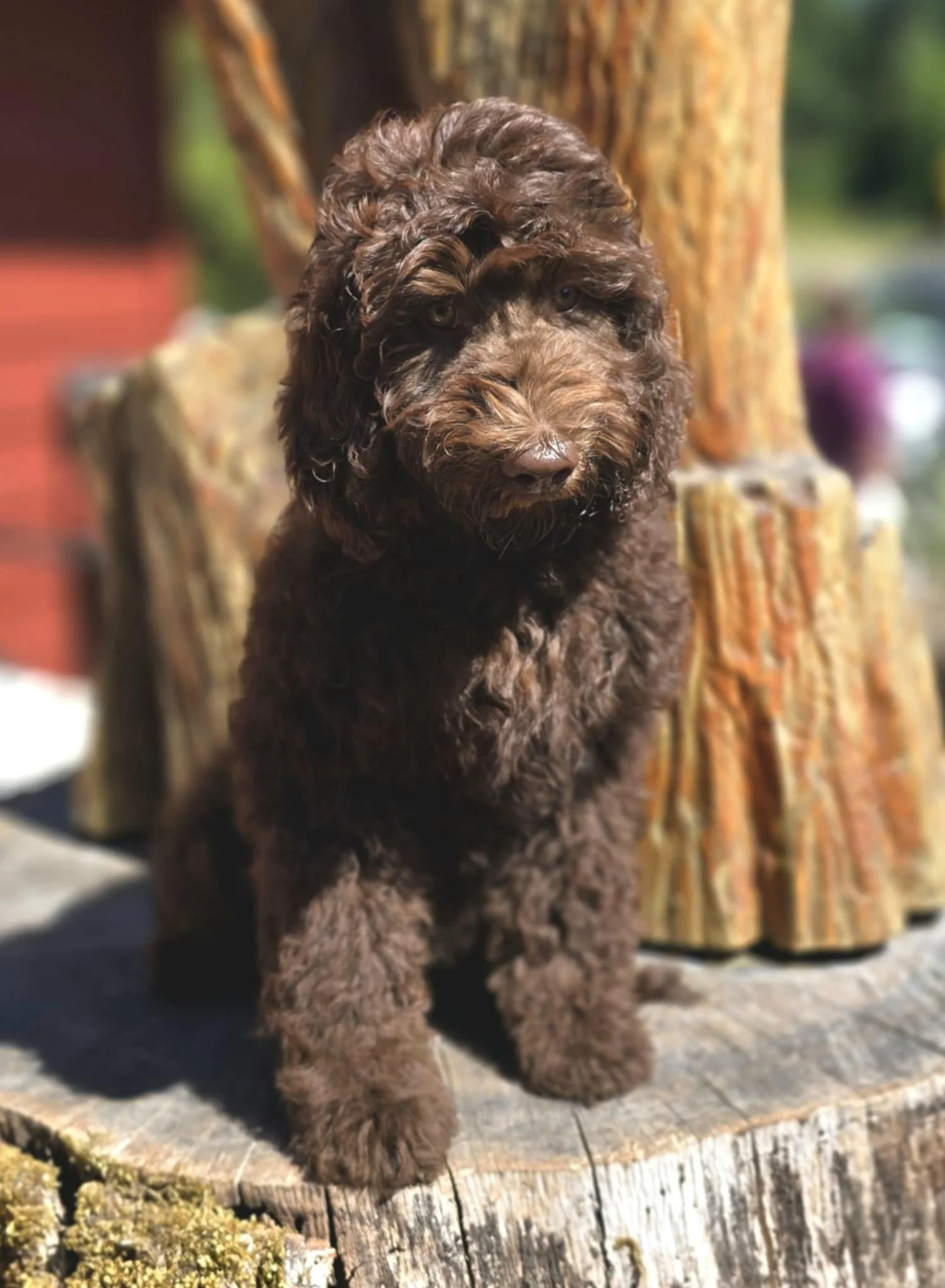 A brown, curly-haired goldendoodle standing outdoors on a tree stump, with a blurred background of trees and a building.
